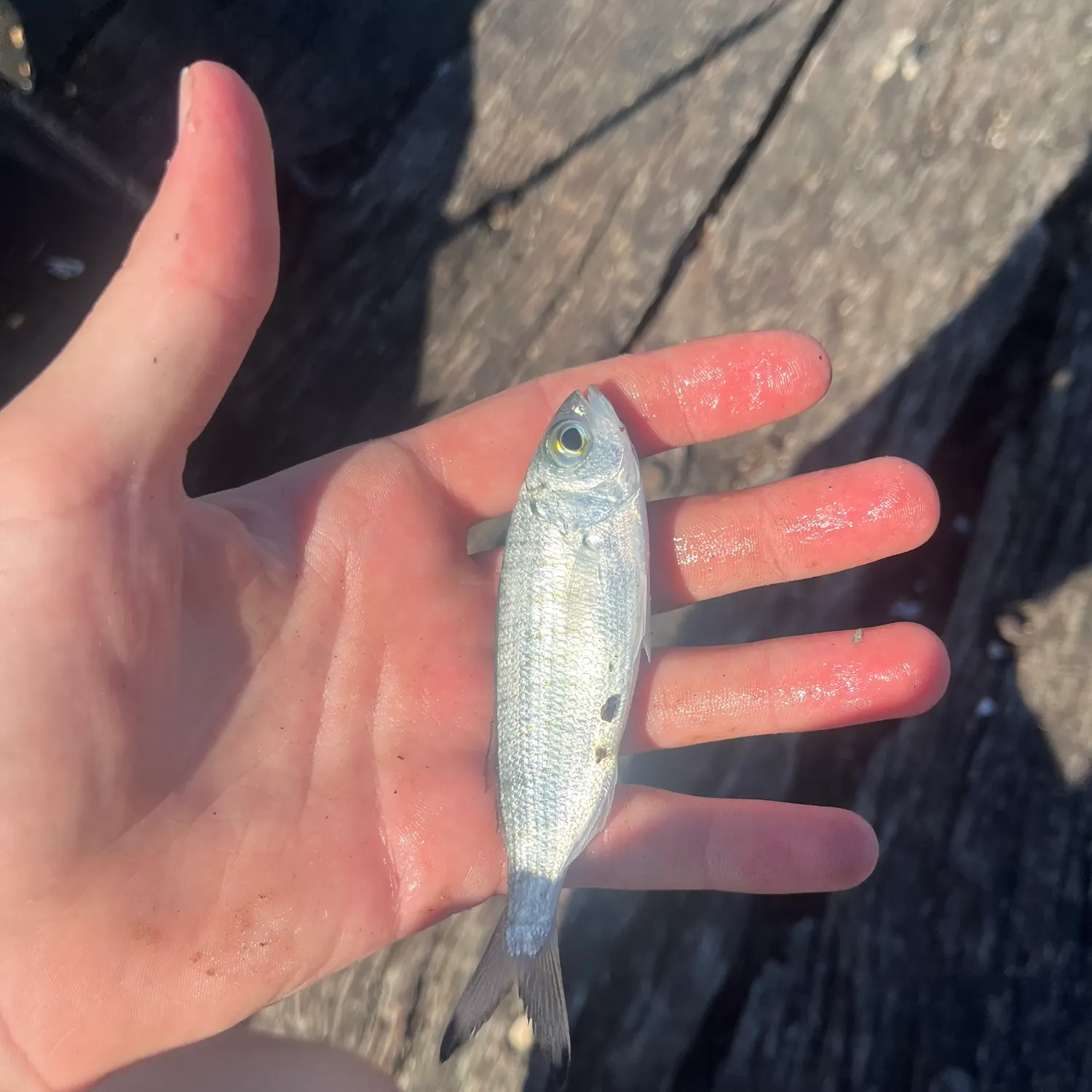The most recent Australian ruff catches on Fishbrain