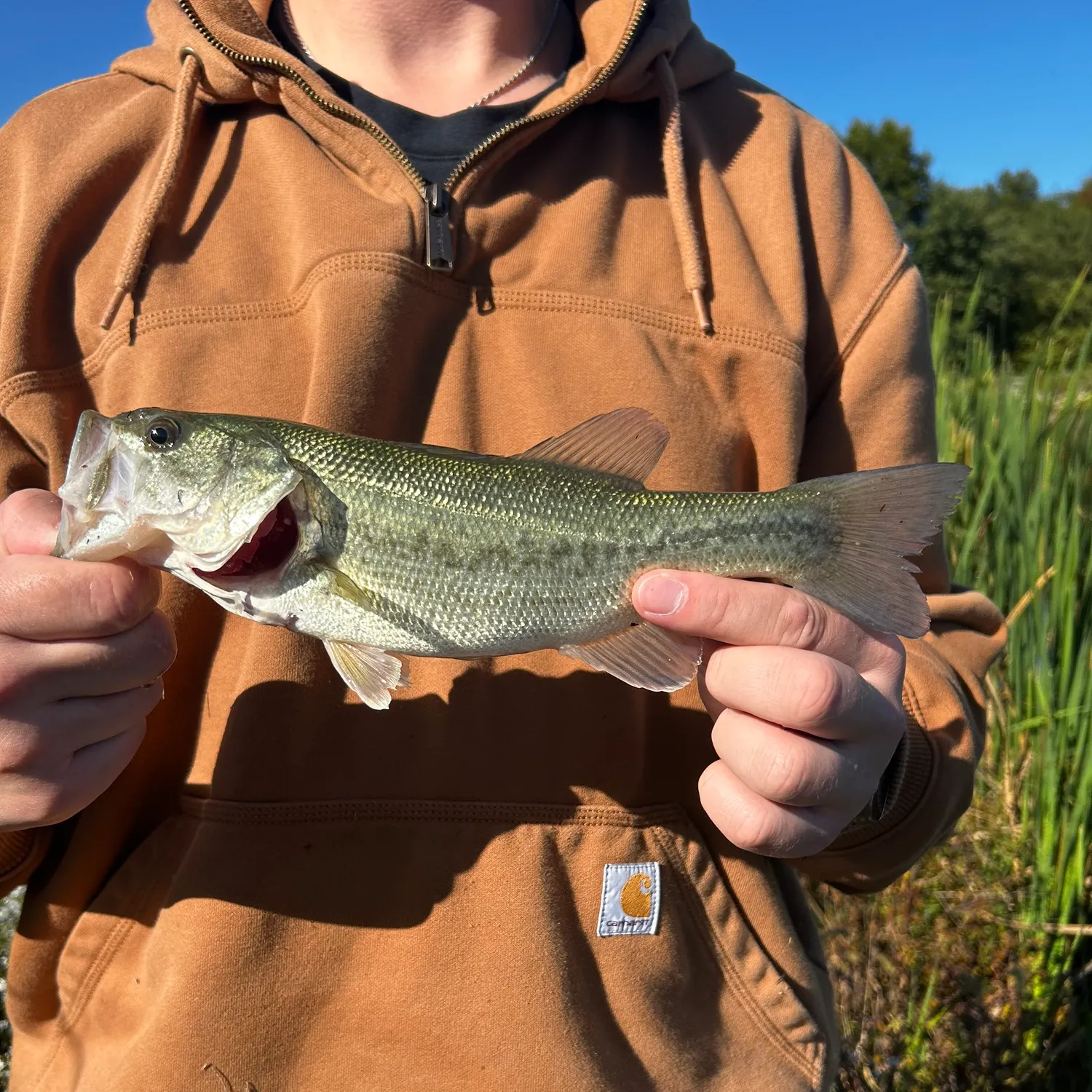 Largemouth bass caught on Fishbrain