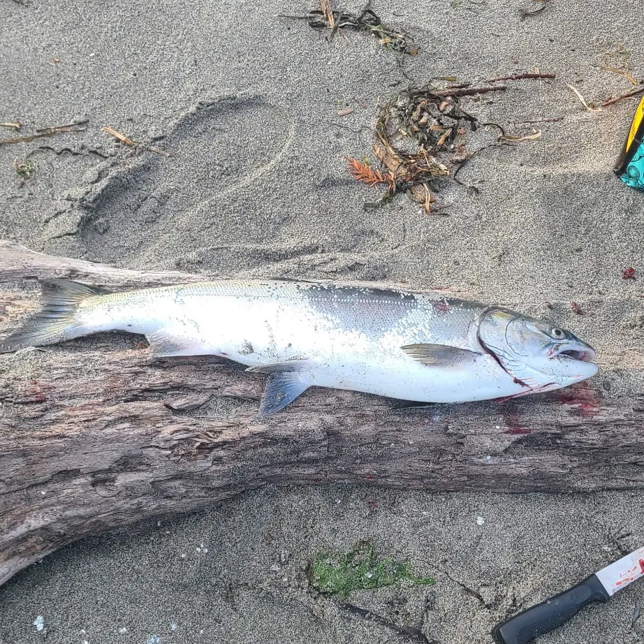 Coho salmon caught on Fishbrain