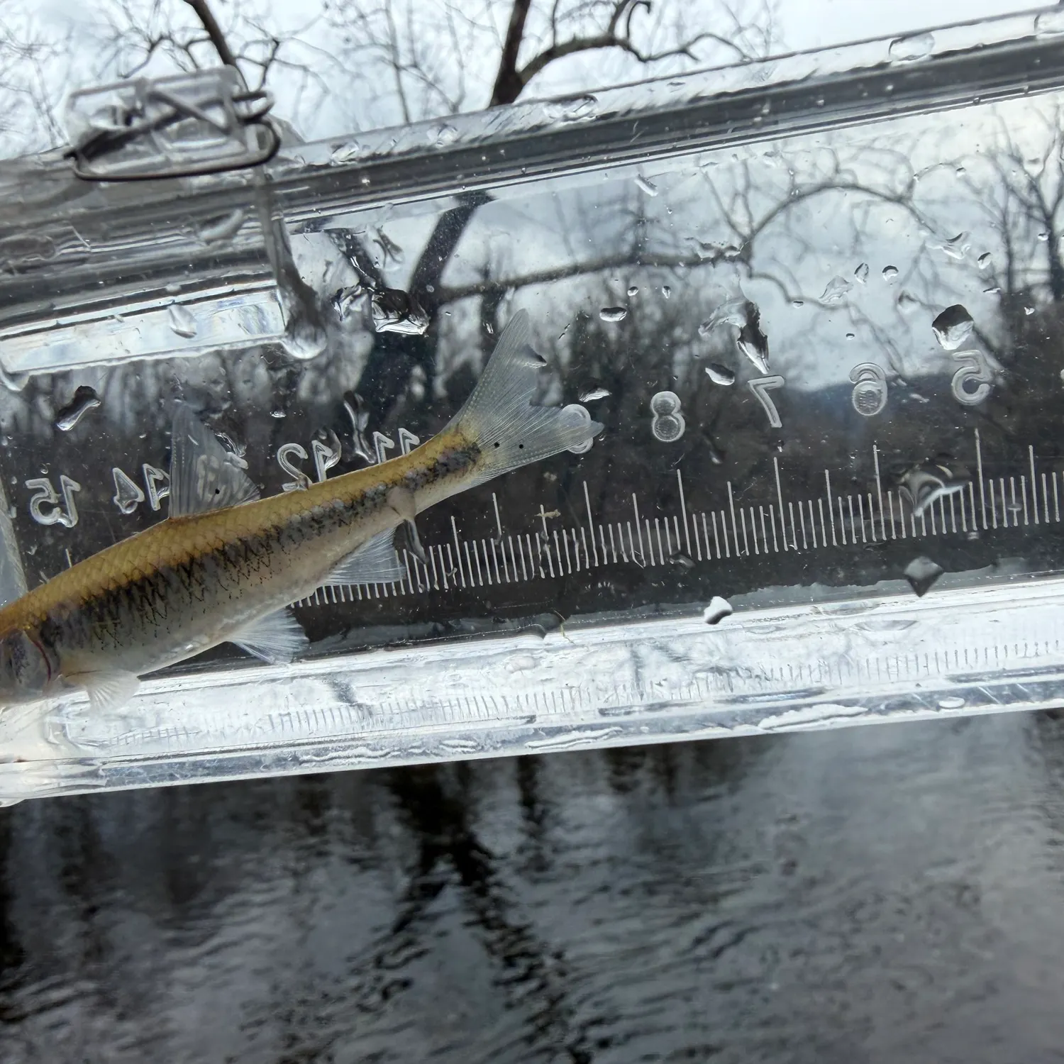 The most recent White shiner catches on Fishbrain