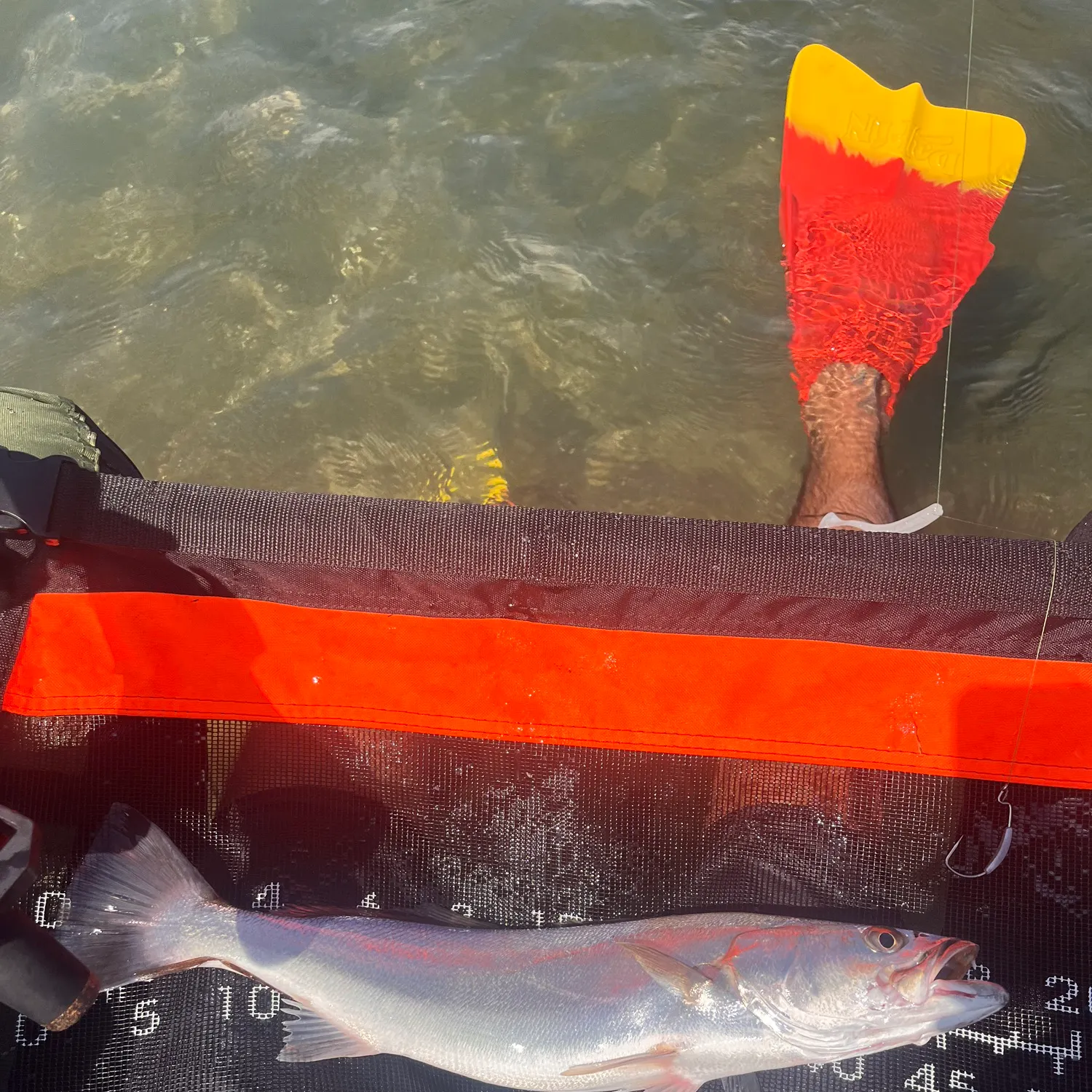 The most recent Stolzmann's weakfish catches on Fishbrain