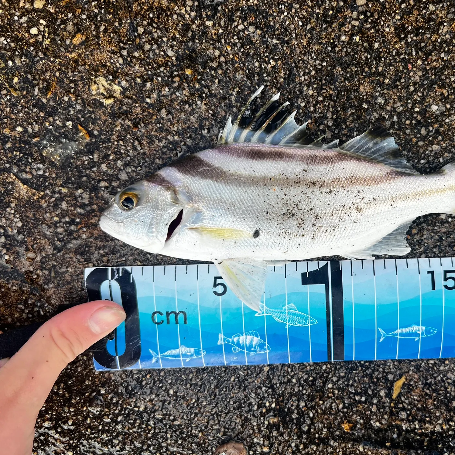 Jarbua terapon caught on Fishbrain
