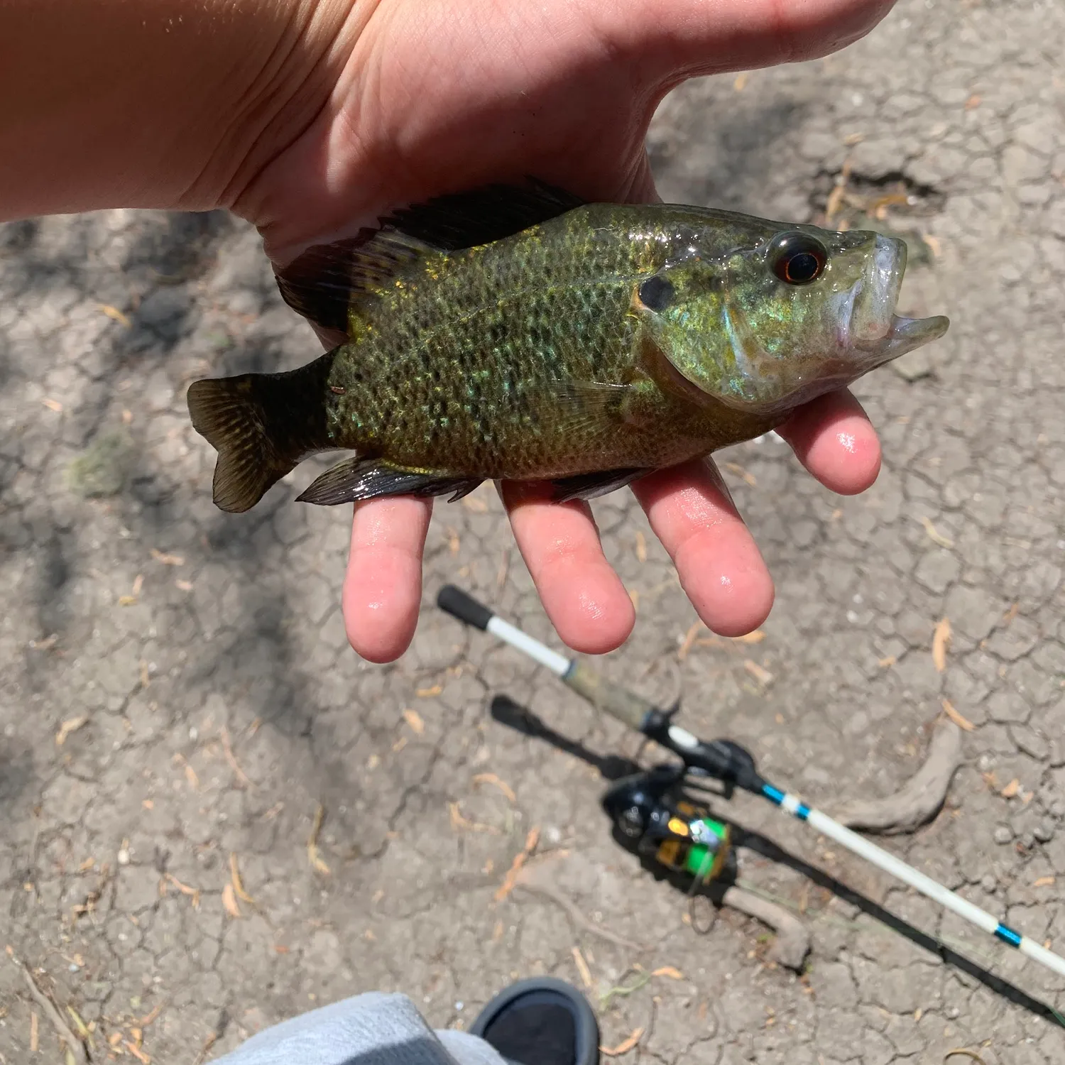 Warmouth caught on Fishbrain