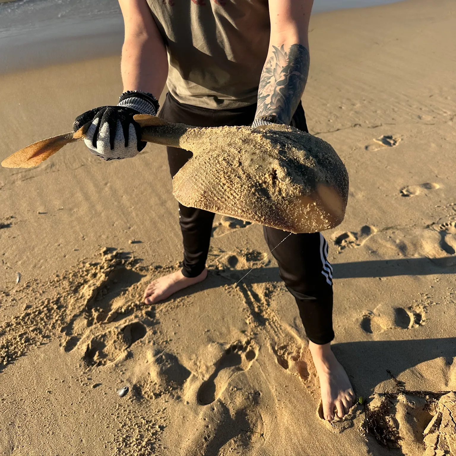 The most recent Southern fiddler catches on Fishbrain