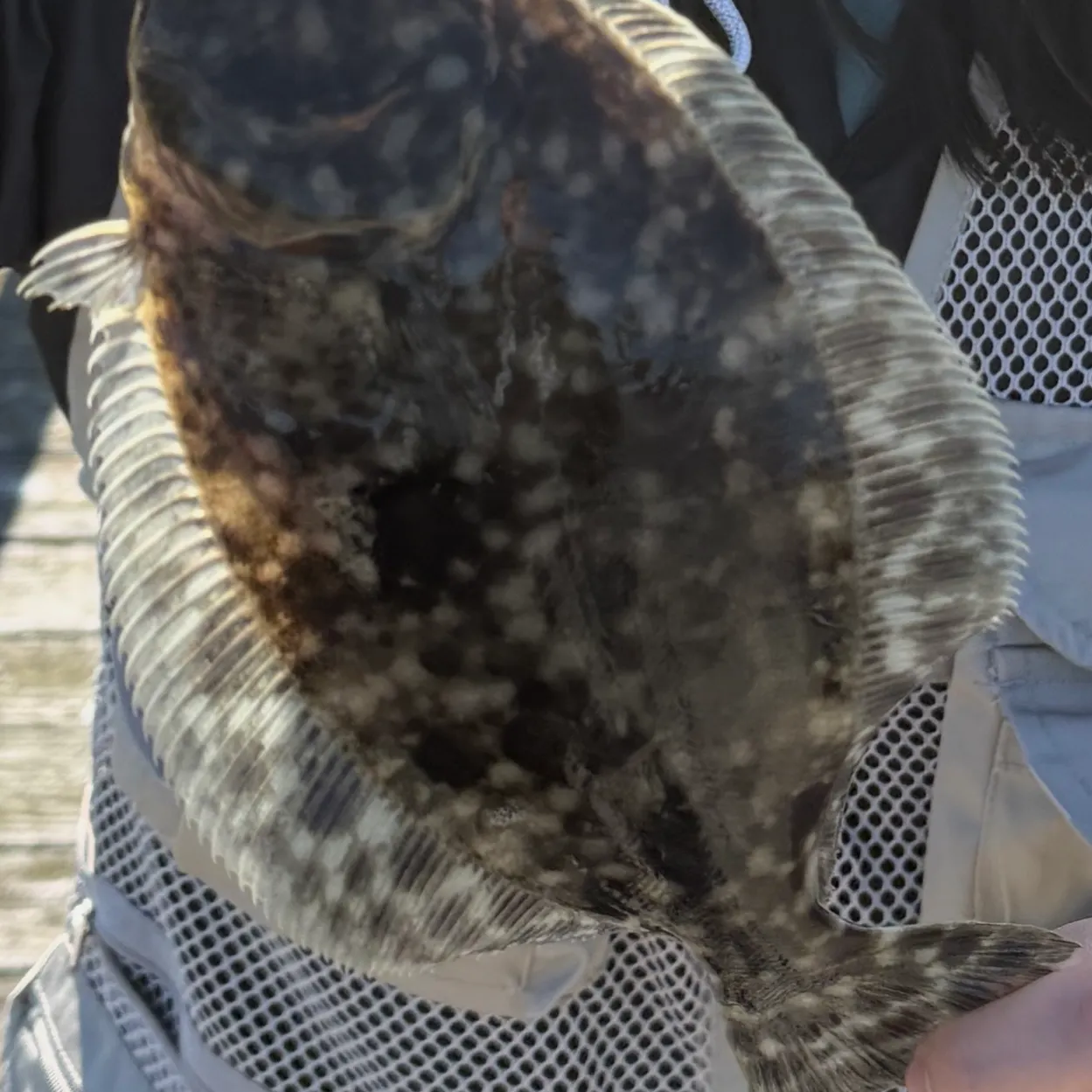 Southern flounder caught on Fishbrain