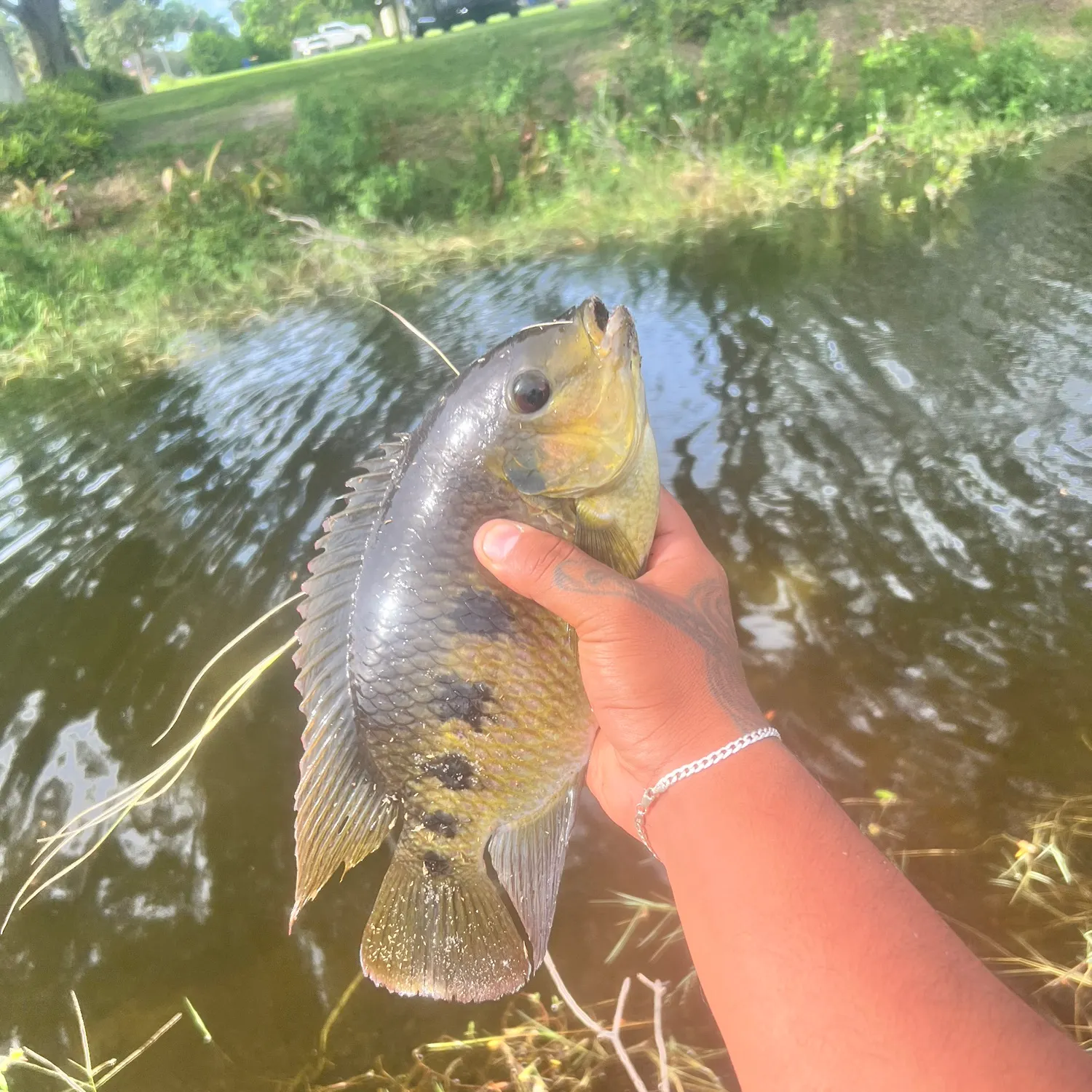 Spotted tilapia caught on Fishbrain