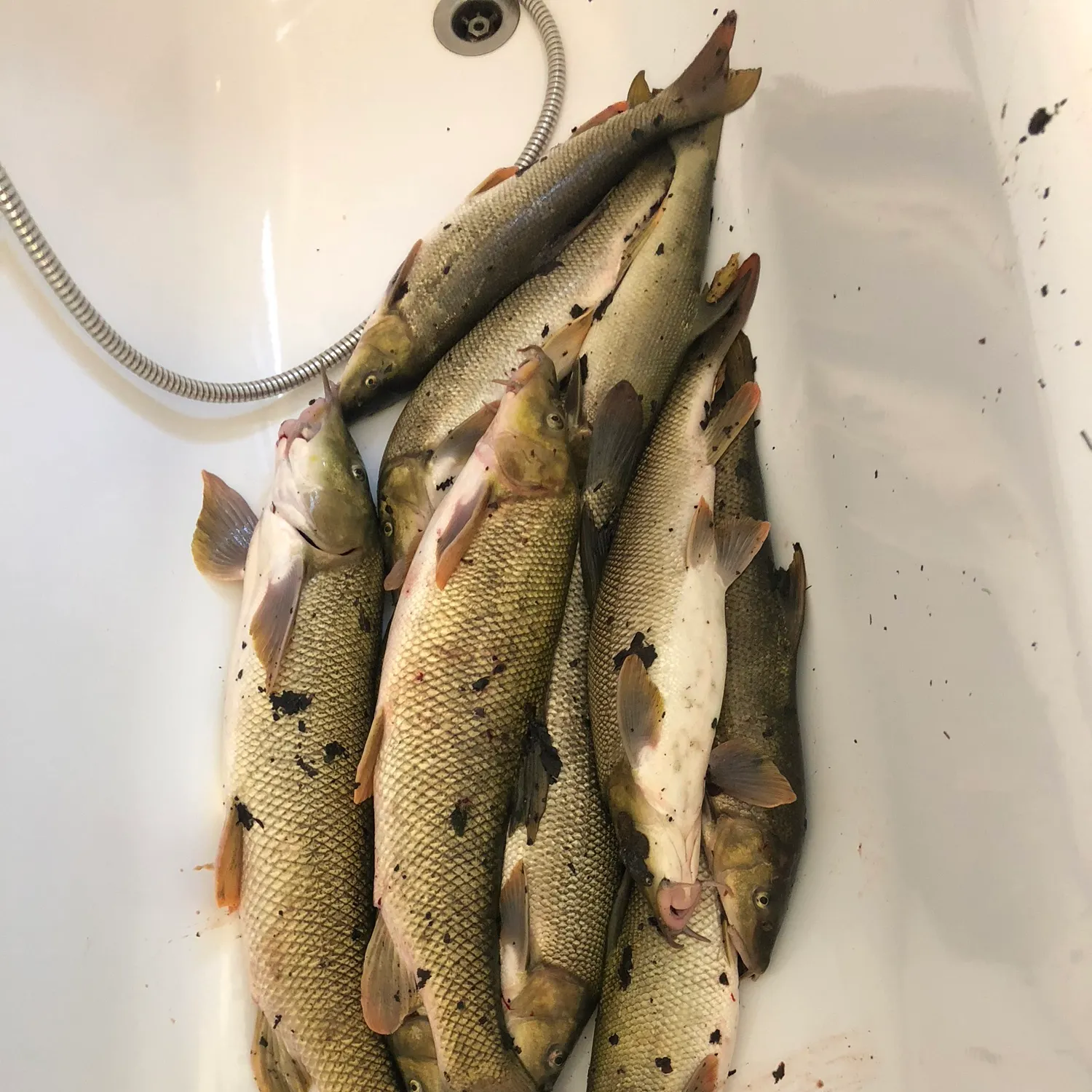 Fish caught on Fishbrain