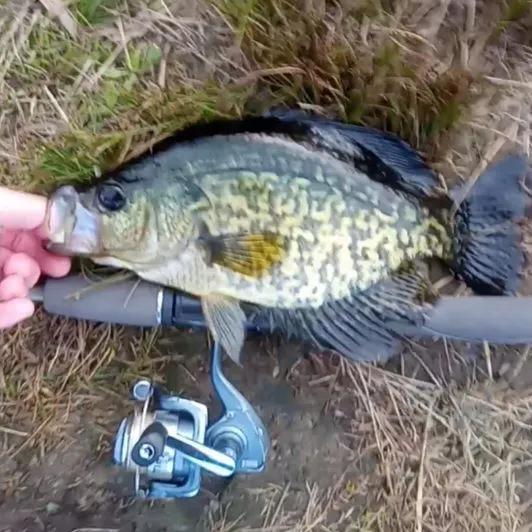 Black crappie caught on Fishbrain