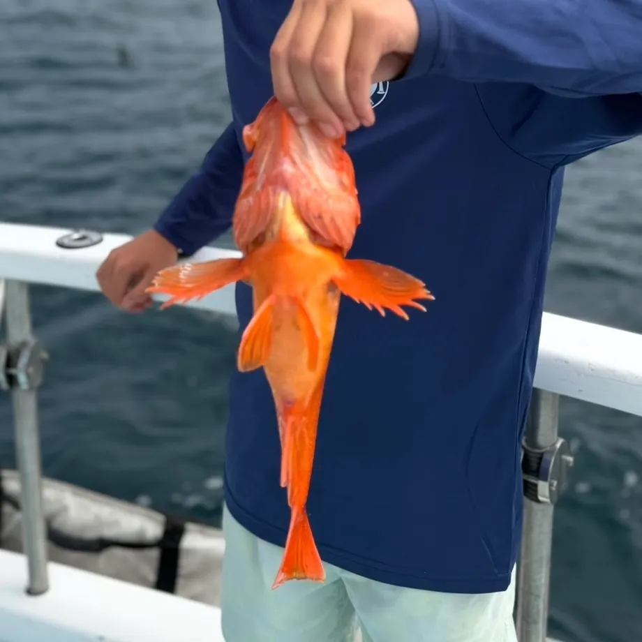 The most recent Starry rockfish catches on Fishbrain