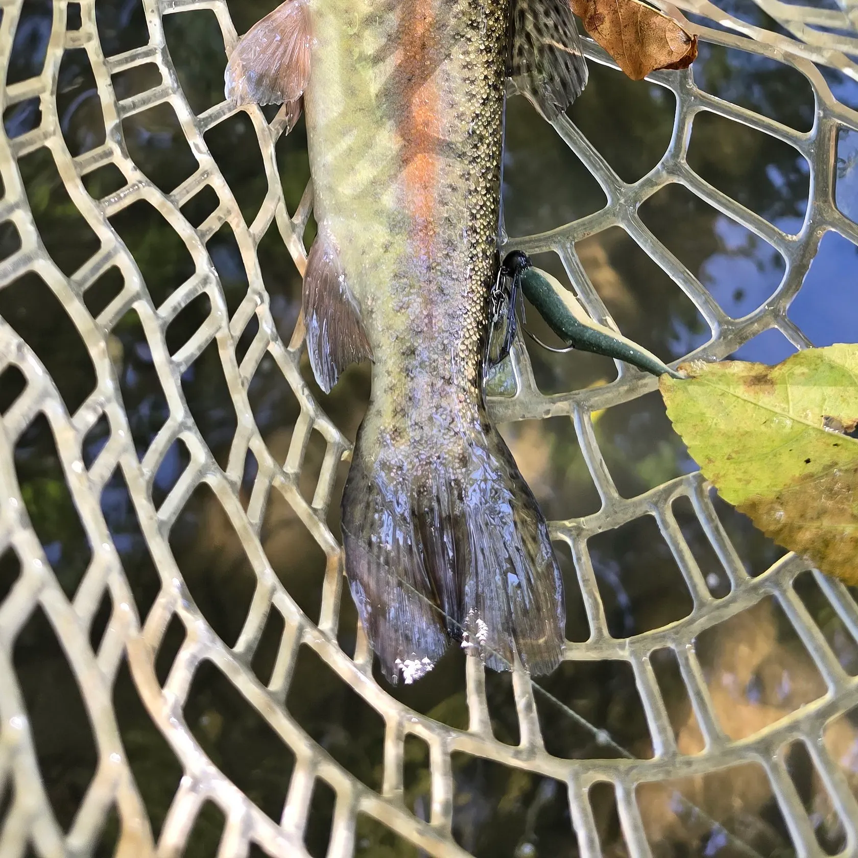 Rainbow trout caught on Fishbrain