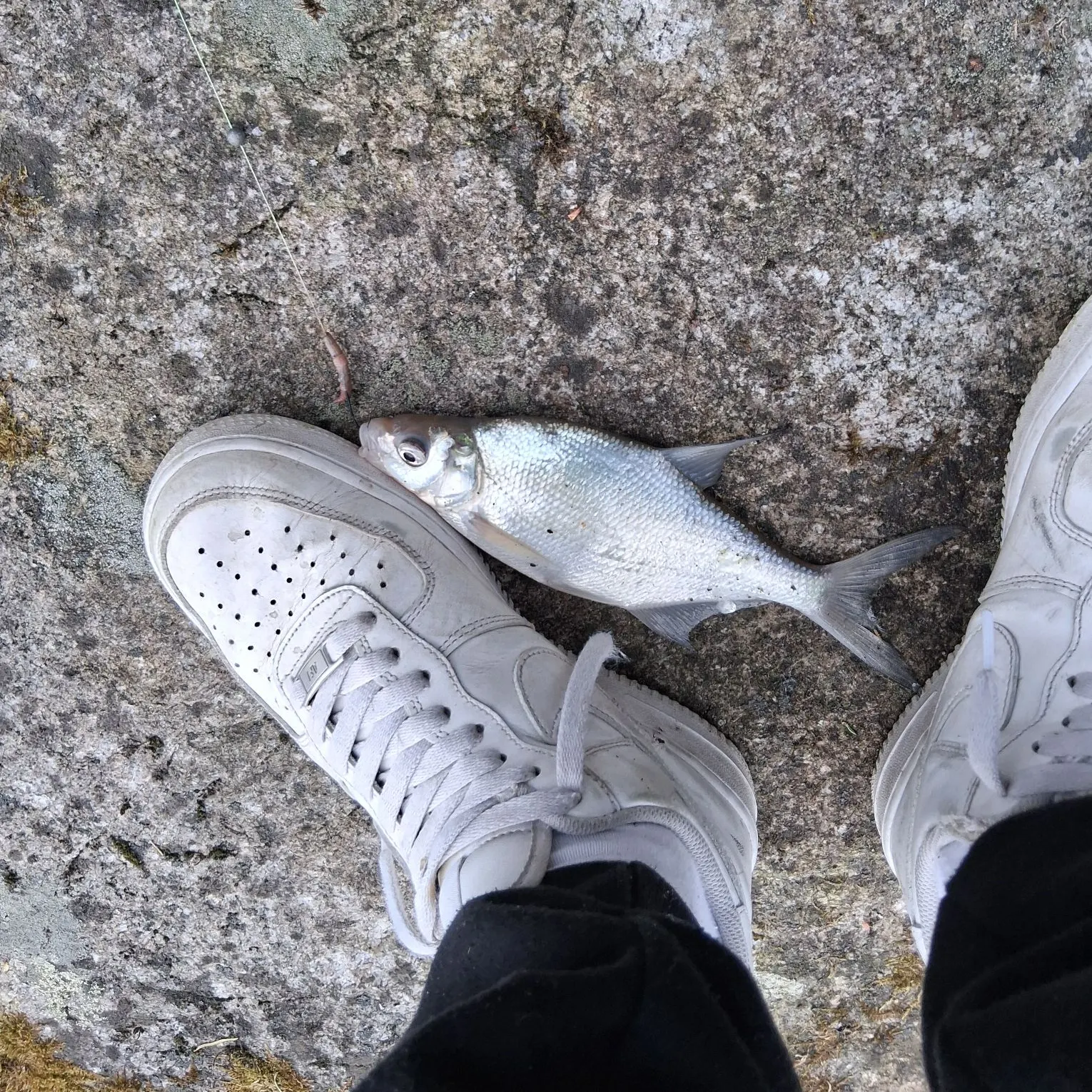 The most recent Common bream catches on Fishbrain