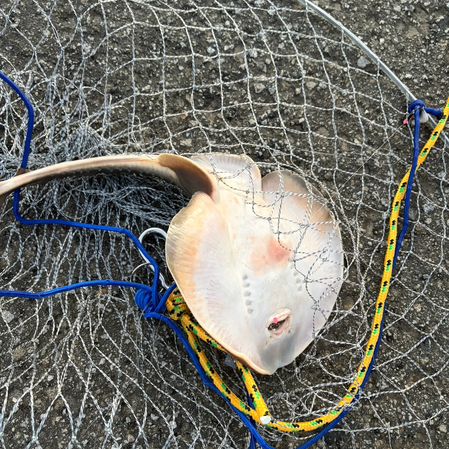 The most recent Starry ray catches on Fishbrain