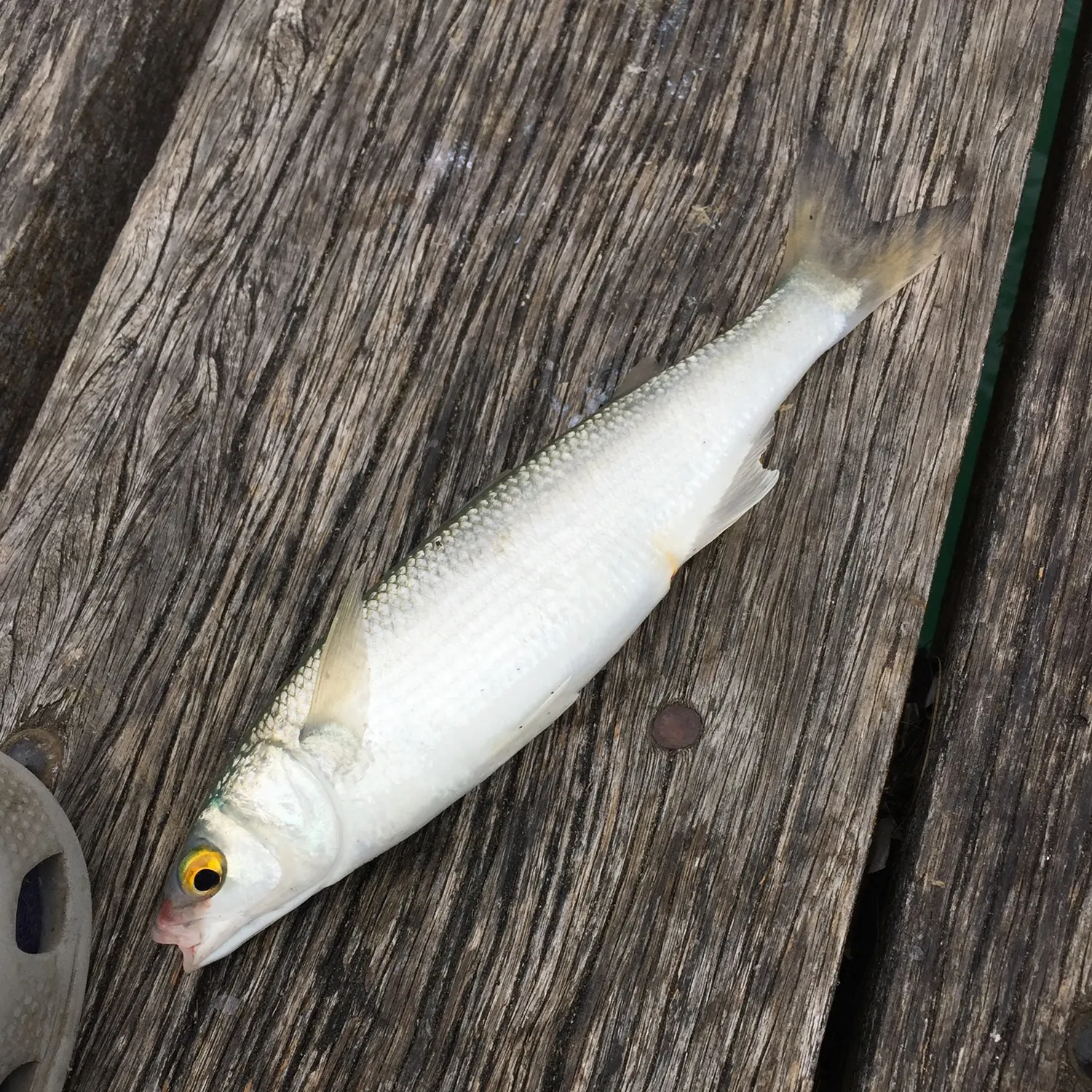 The most recent Yellow-eye mullet catches on Fishbrain