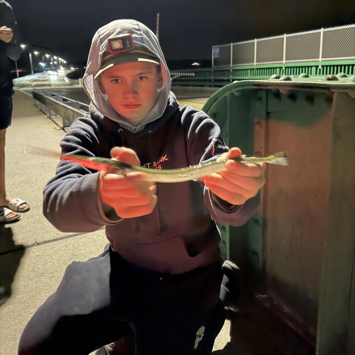 Atlantic needlefish caught on Fishbrain
