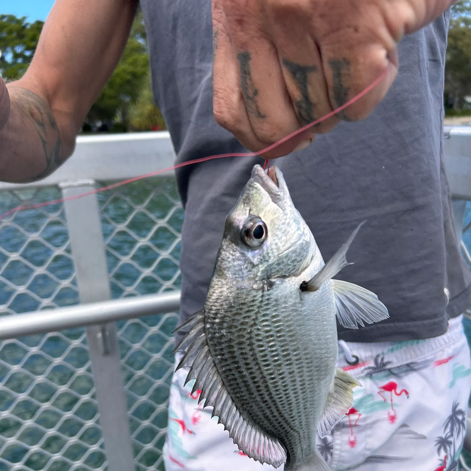 Surf bream caught on Fishbrain