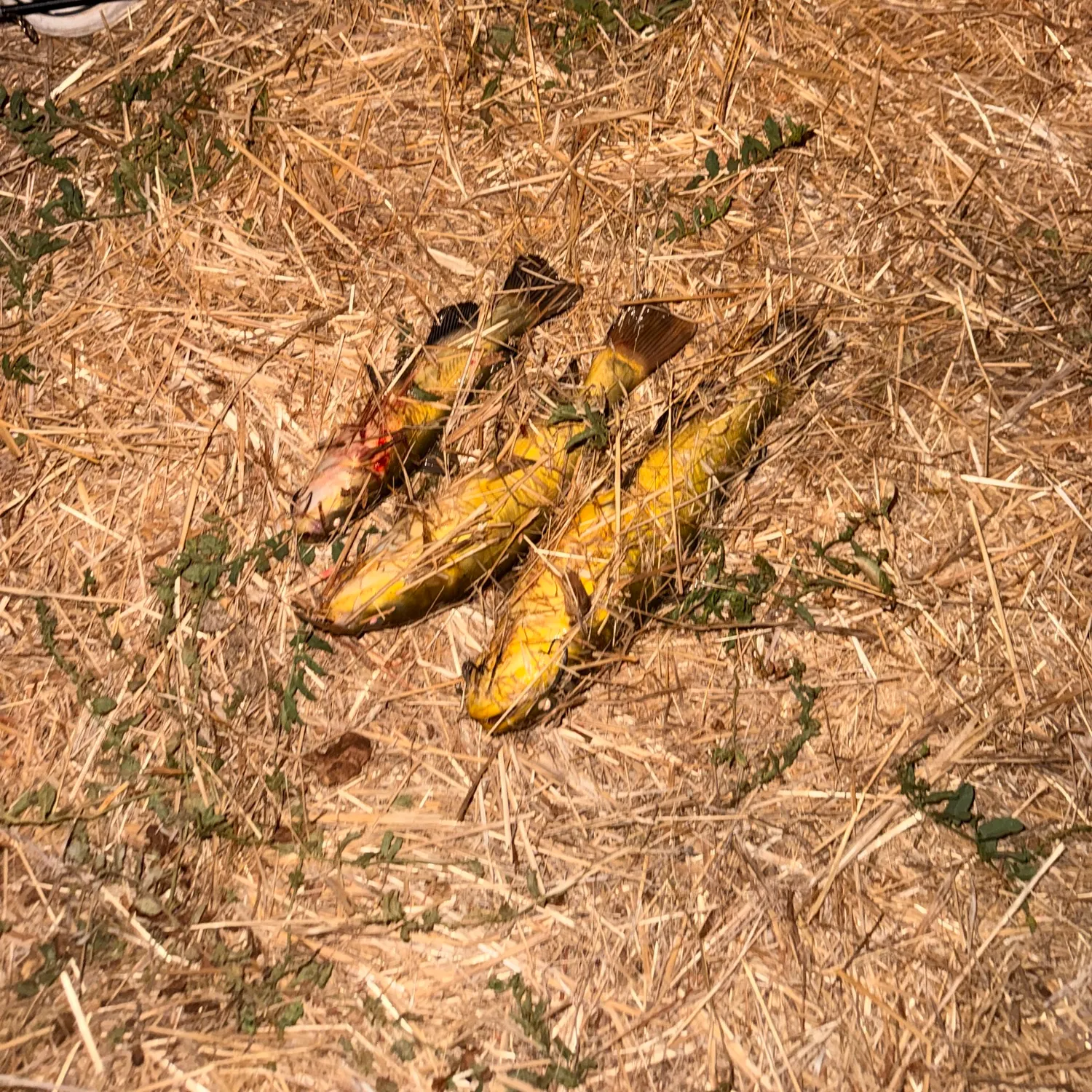 Yellow bullhead caught on Fishbrain