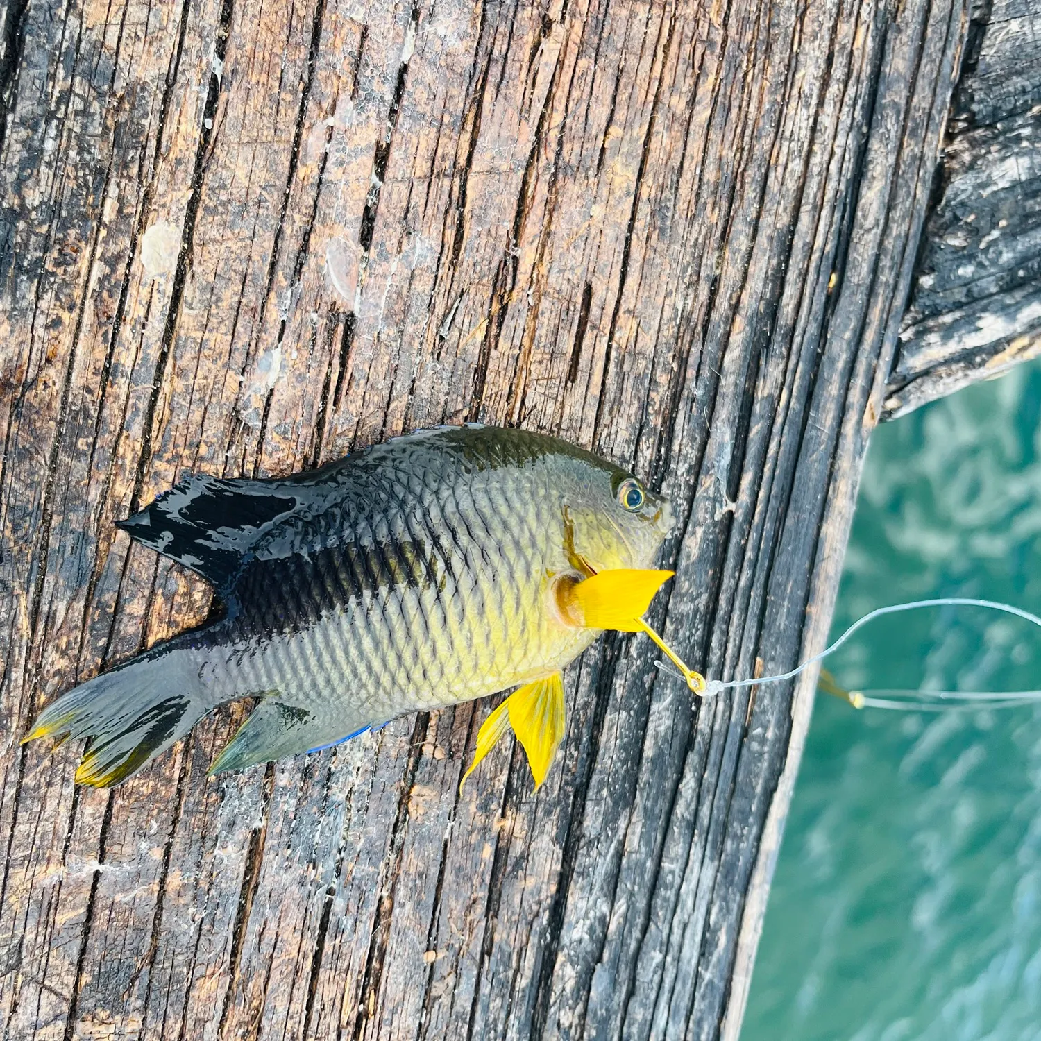 The most recent Cocoa damselfish catches on Fishbrain