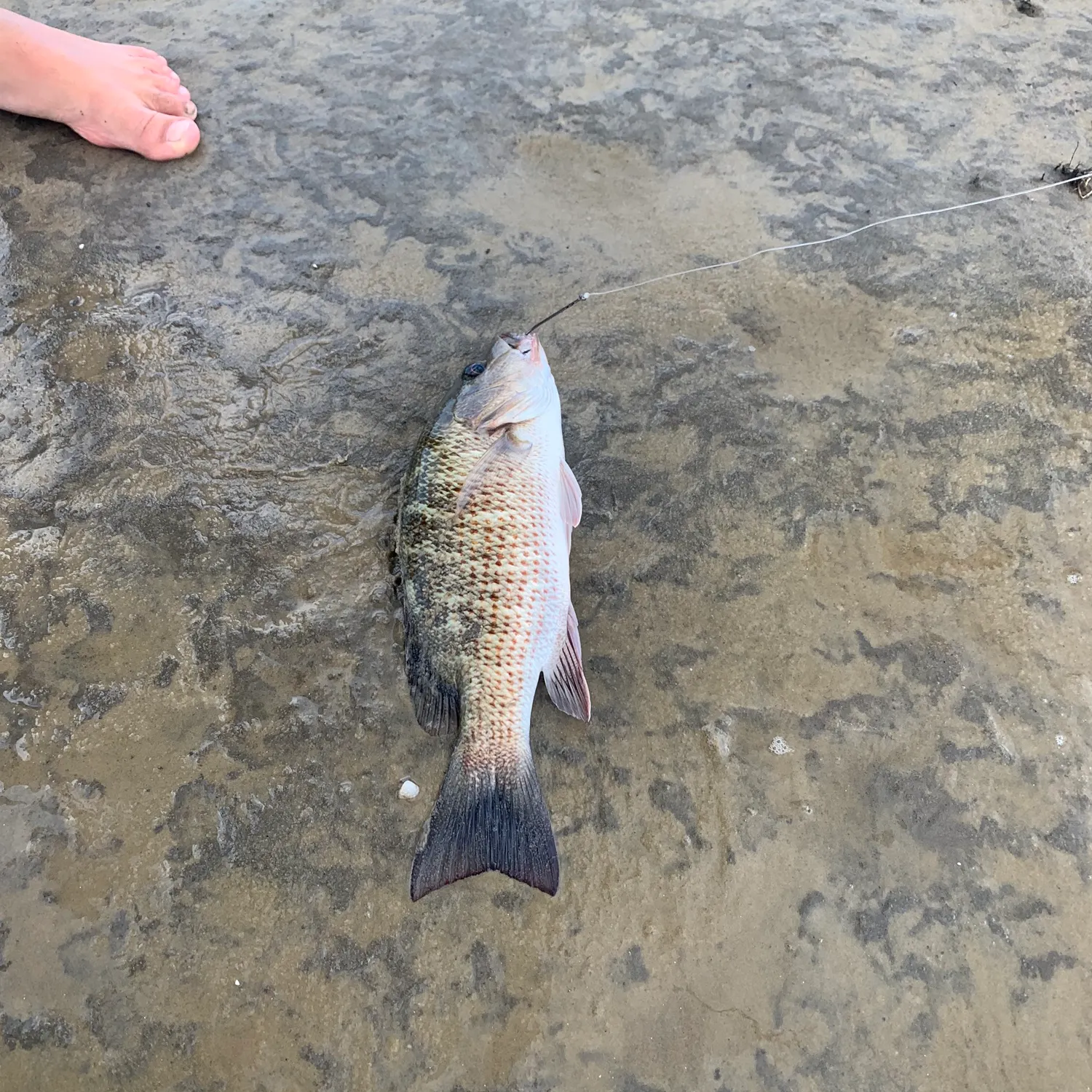 The most recent Mangrove snapper catches on Fishbrain