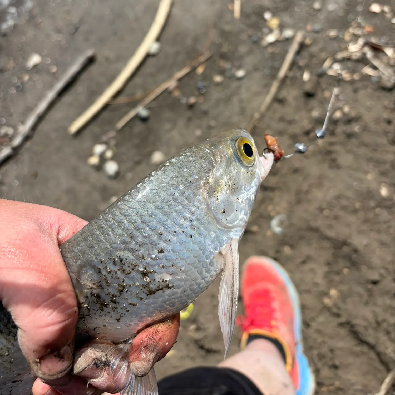 The most recent Goldeye catches on Fishbrain