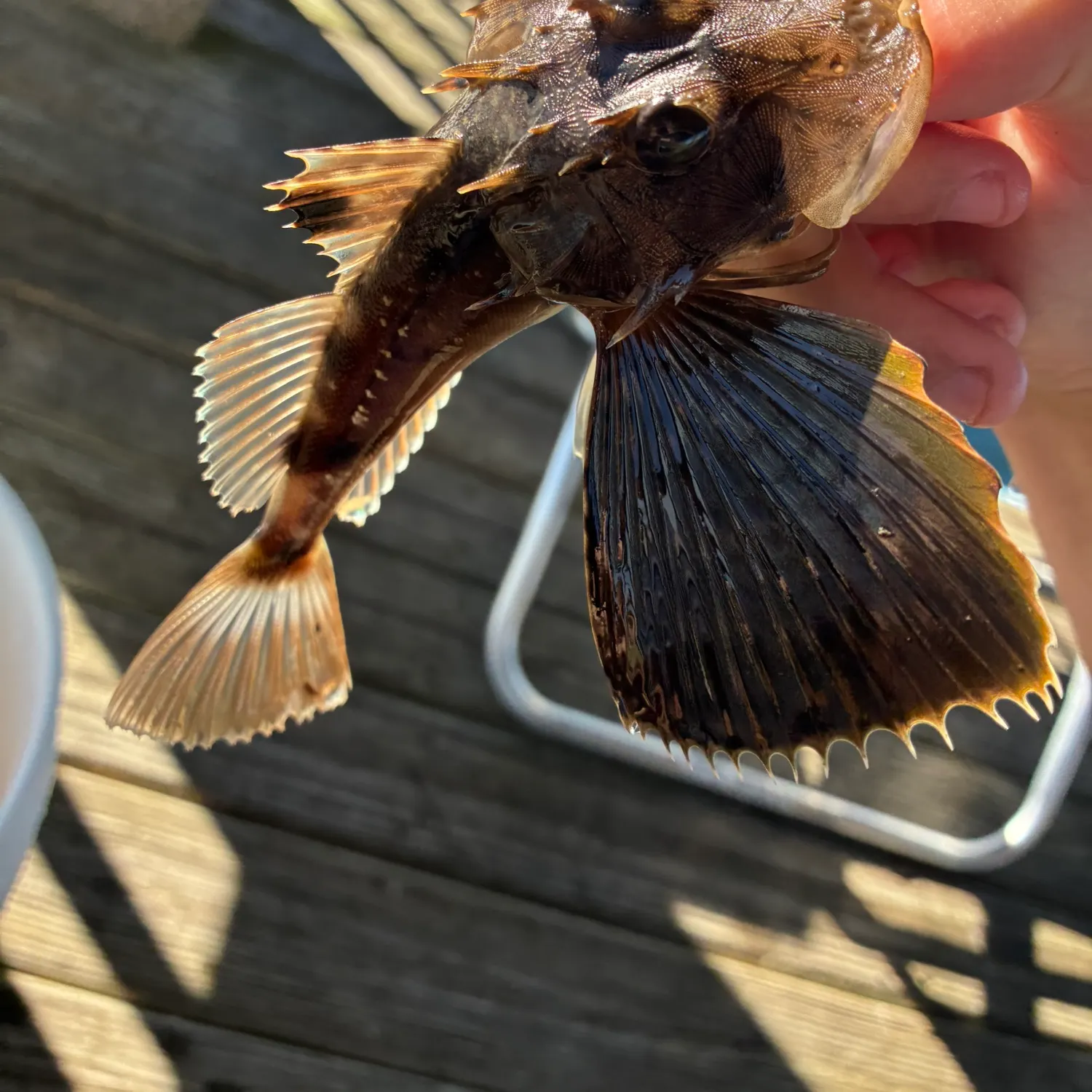 The most recent Bighead searobin catches on Fishbrain