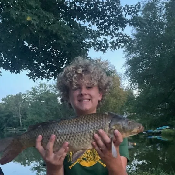 Common carp caught on Fishbrain