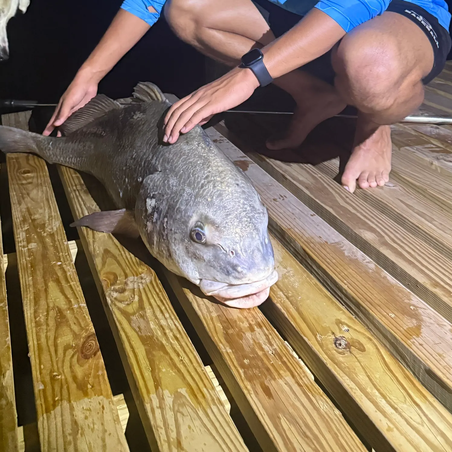 Black drum caught on Fishbrain