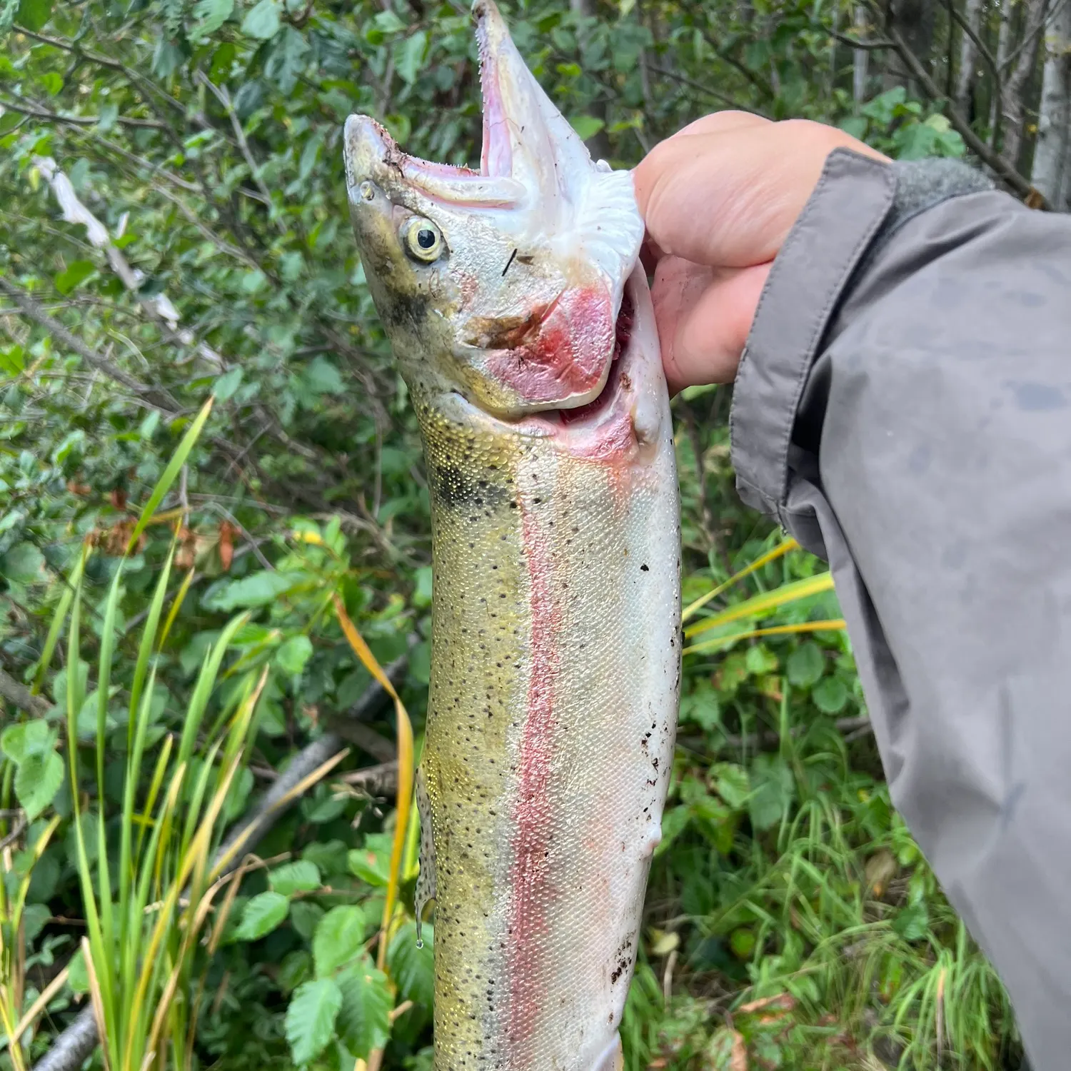 Rainbow trout caught on Fishbrain