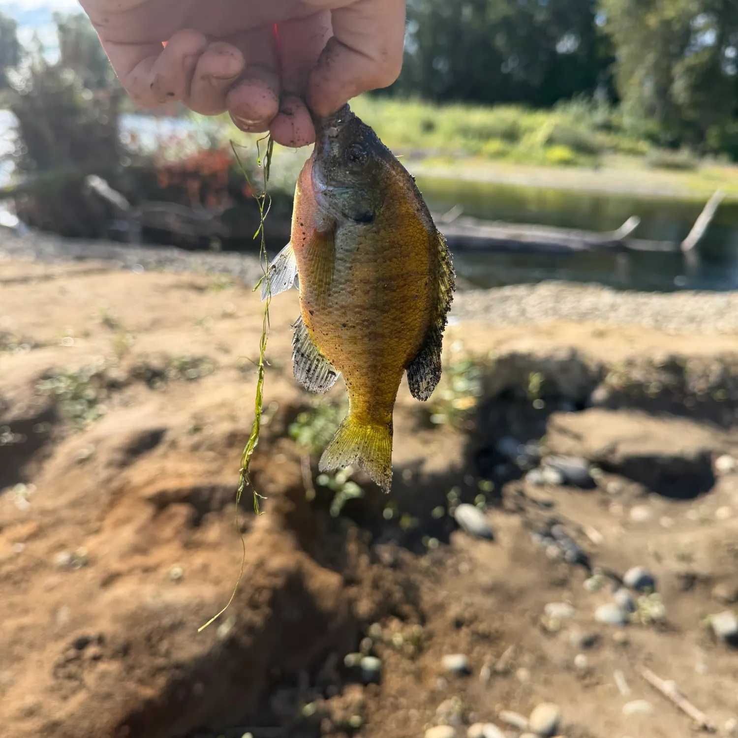 Bluegill caught on Fishbrain