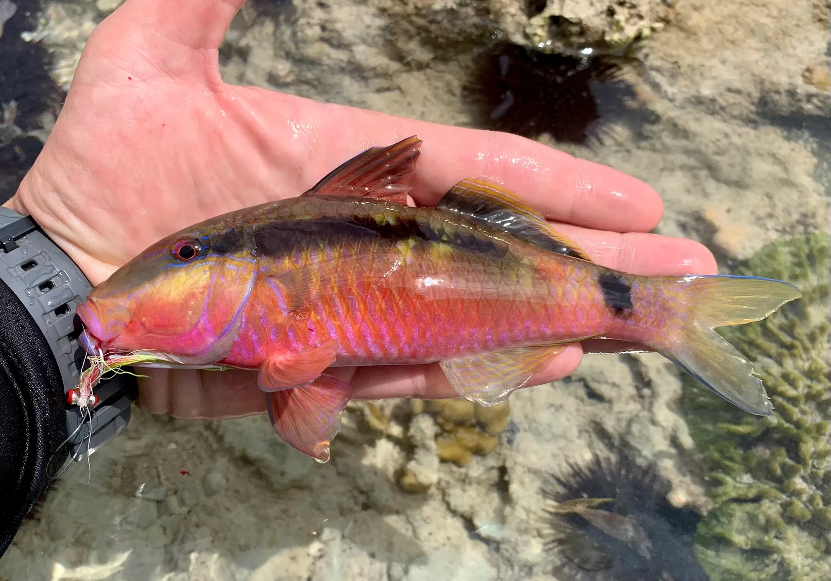 Long-barbel goatfish