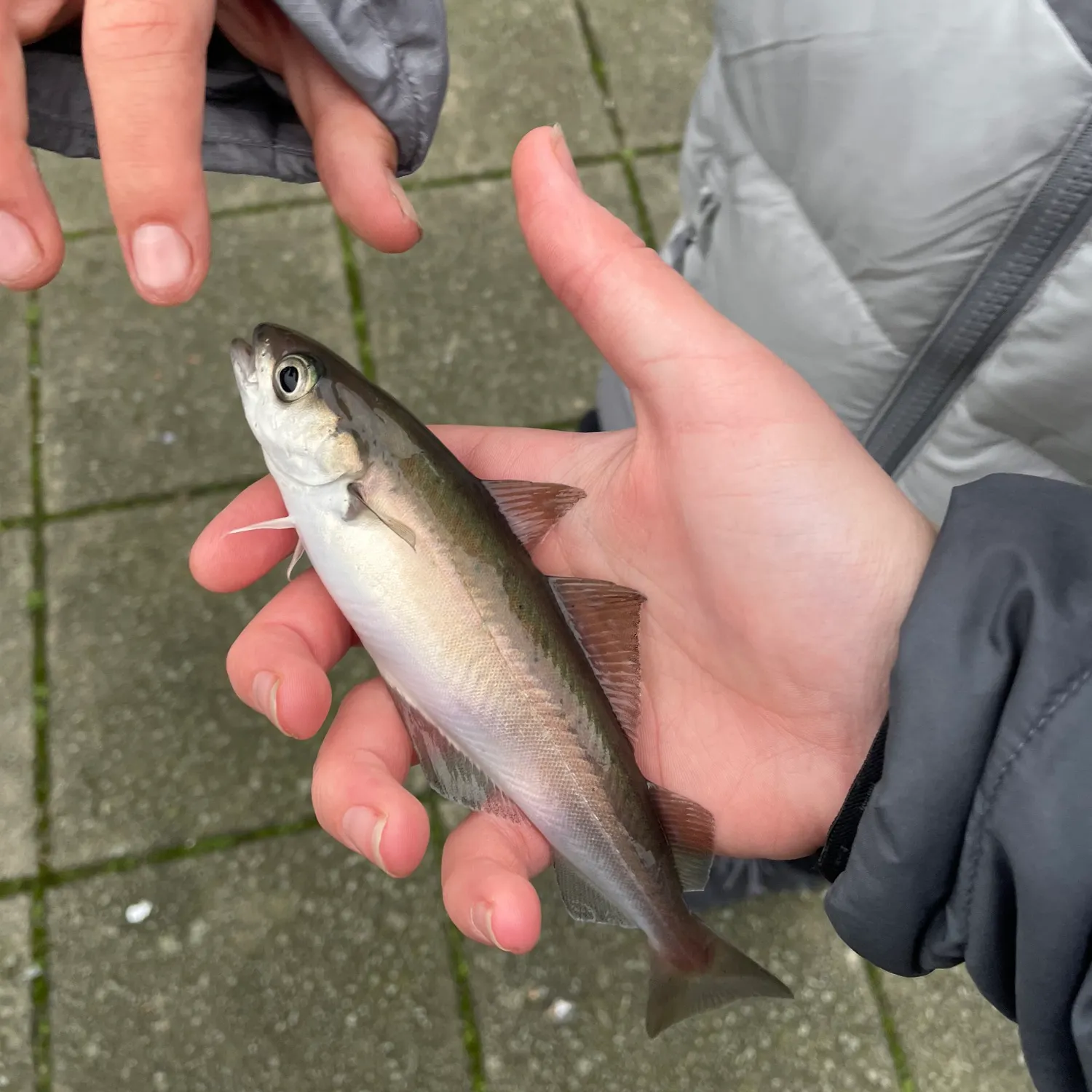 The most recent Atlantic pollock catches on Fishbrain