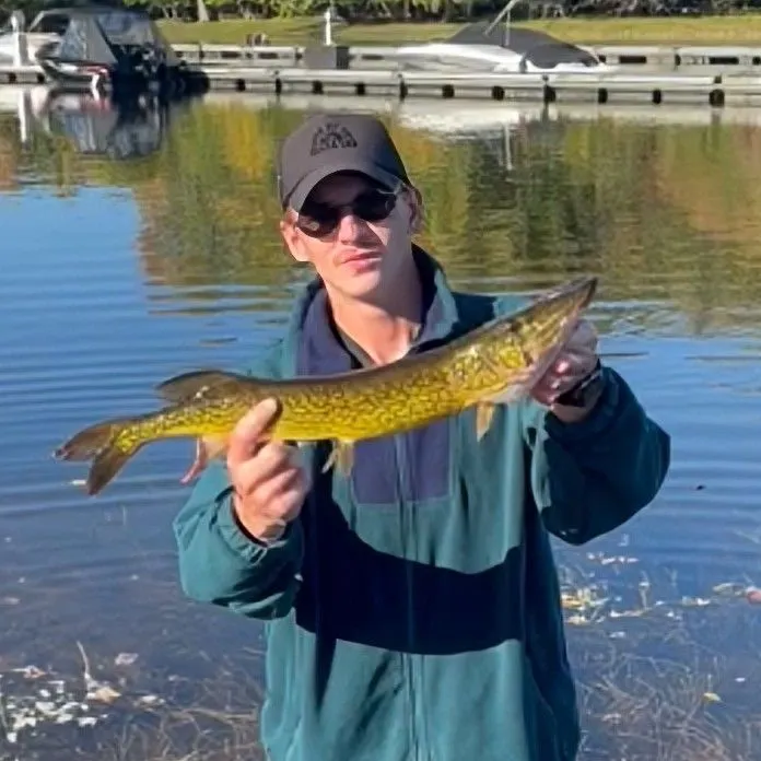 Chain pickerel caught on Fishbrain