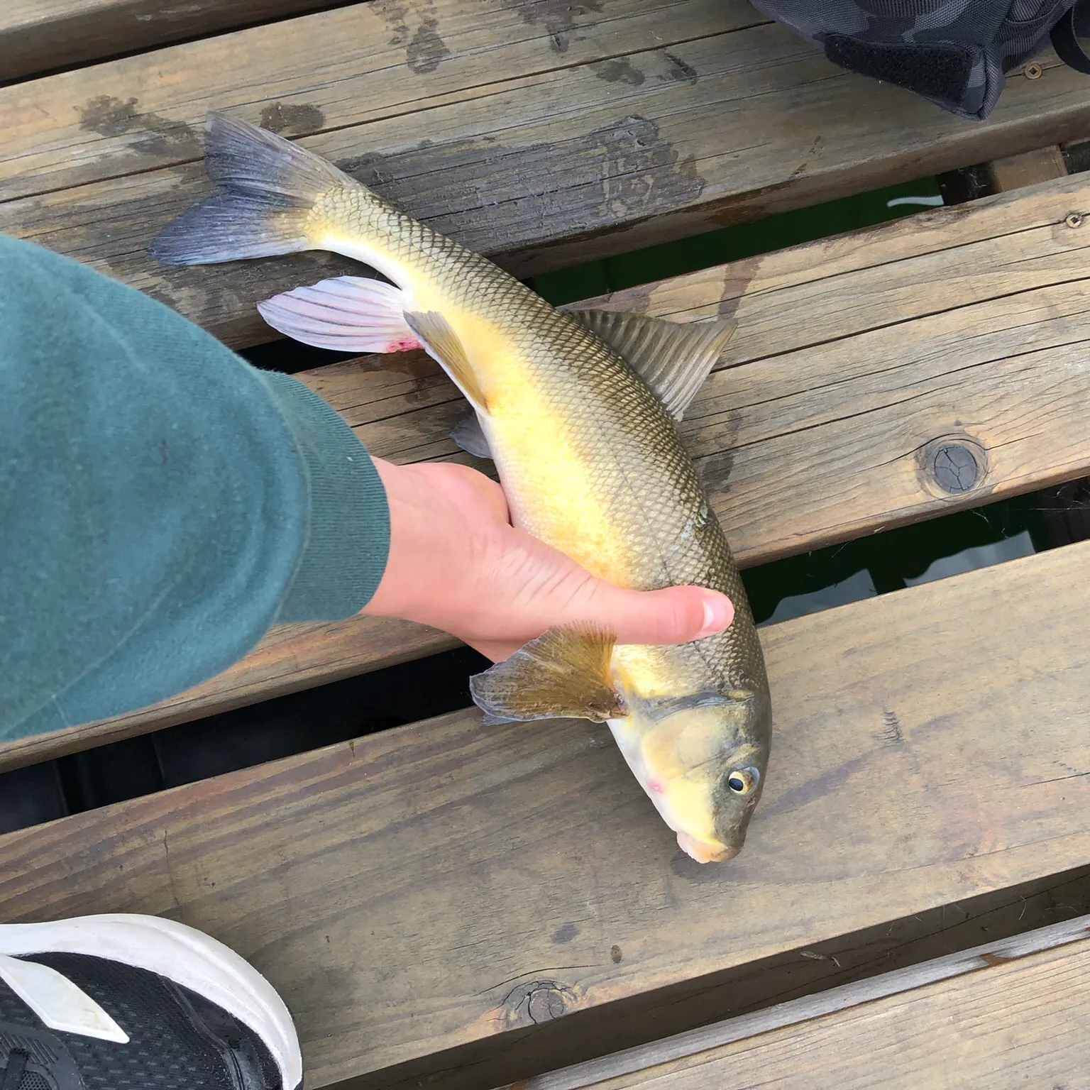 The most recent White sucker catches on Fishbrain