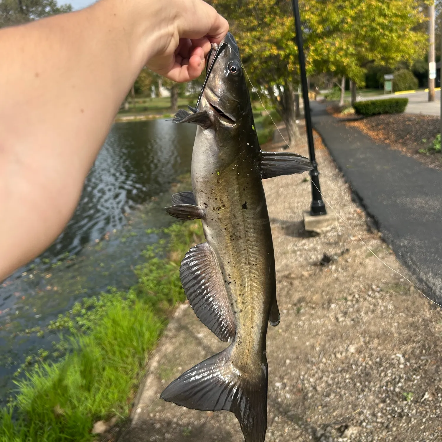 Channel catfish caught on Fishbrain