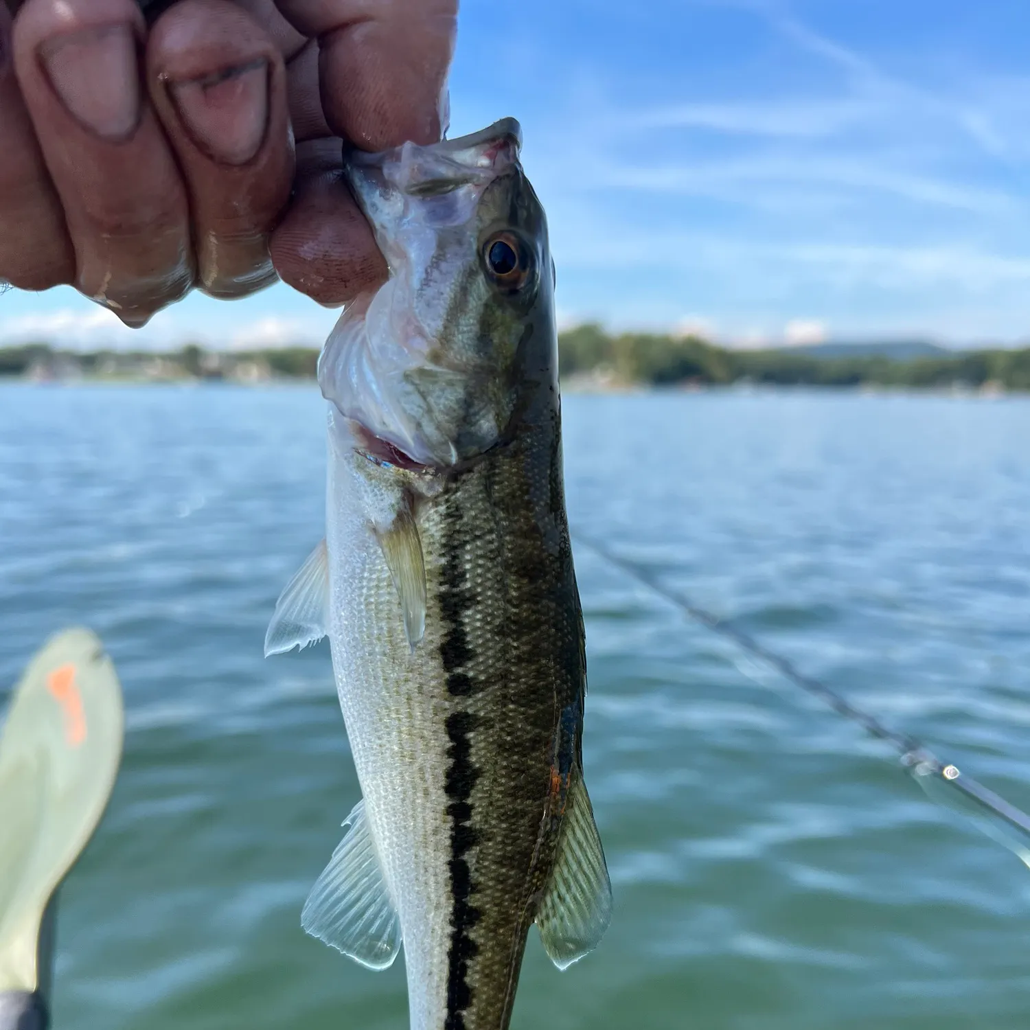 Spotted bass caught on Fishbrain