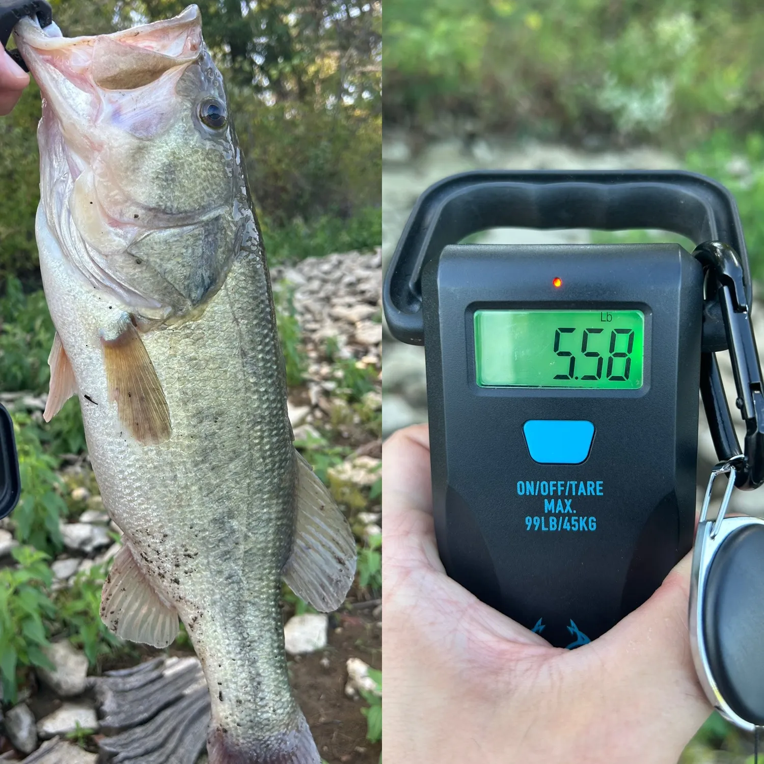 Largemouth bass caught on Fishbrain
