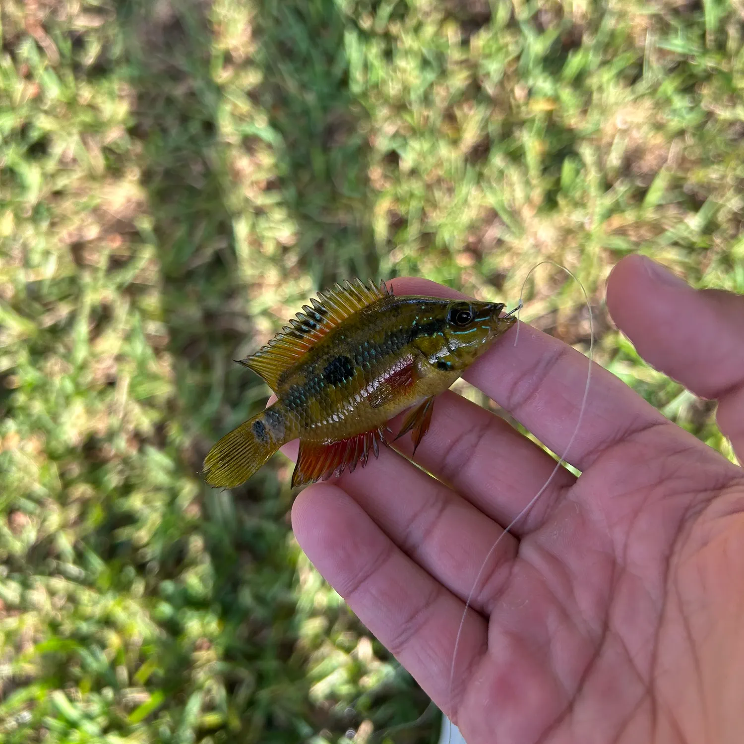 The most recent Yellowbelly cichlid catches on Fishbrain
