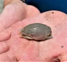 Sand Flea