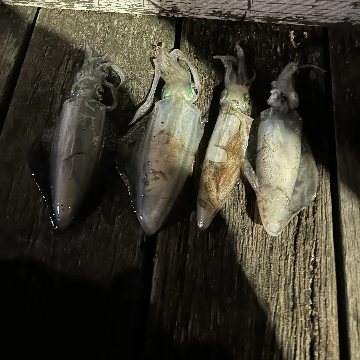 The most recent Southern calamari catches on Fishbrain