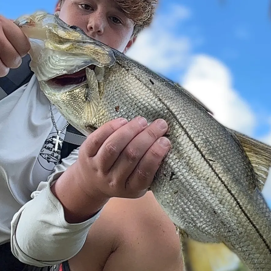 The most recent Fat snook catches on Fishbrain