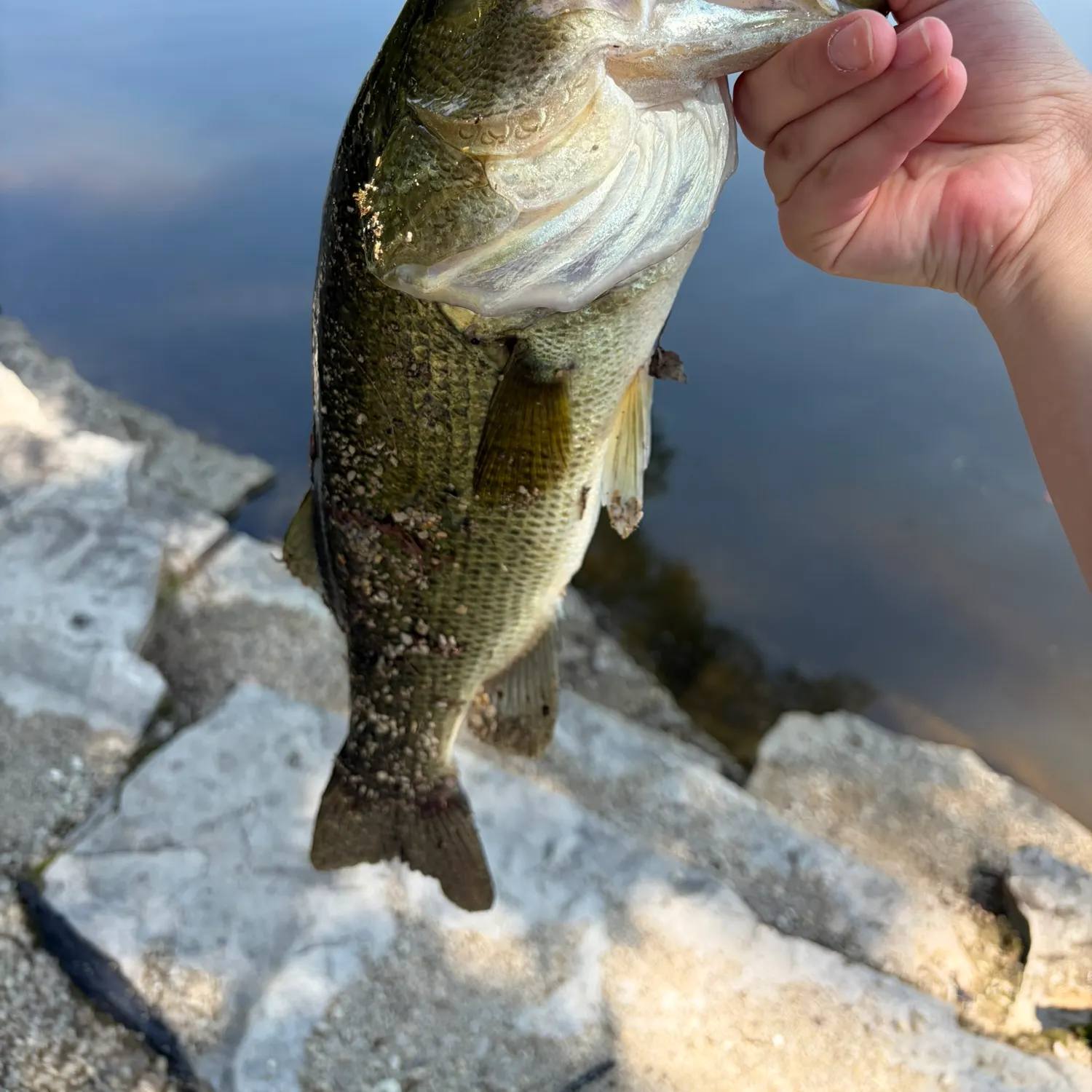 Largemouth bass caught on Fishbrain