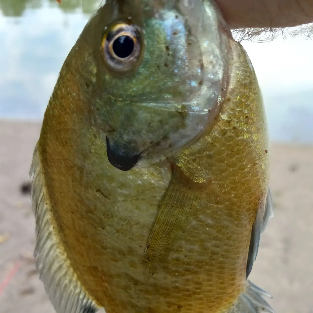 Bluegill caught on Fishbrain
