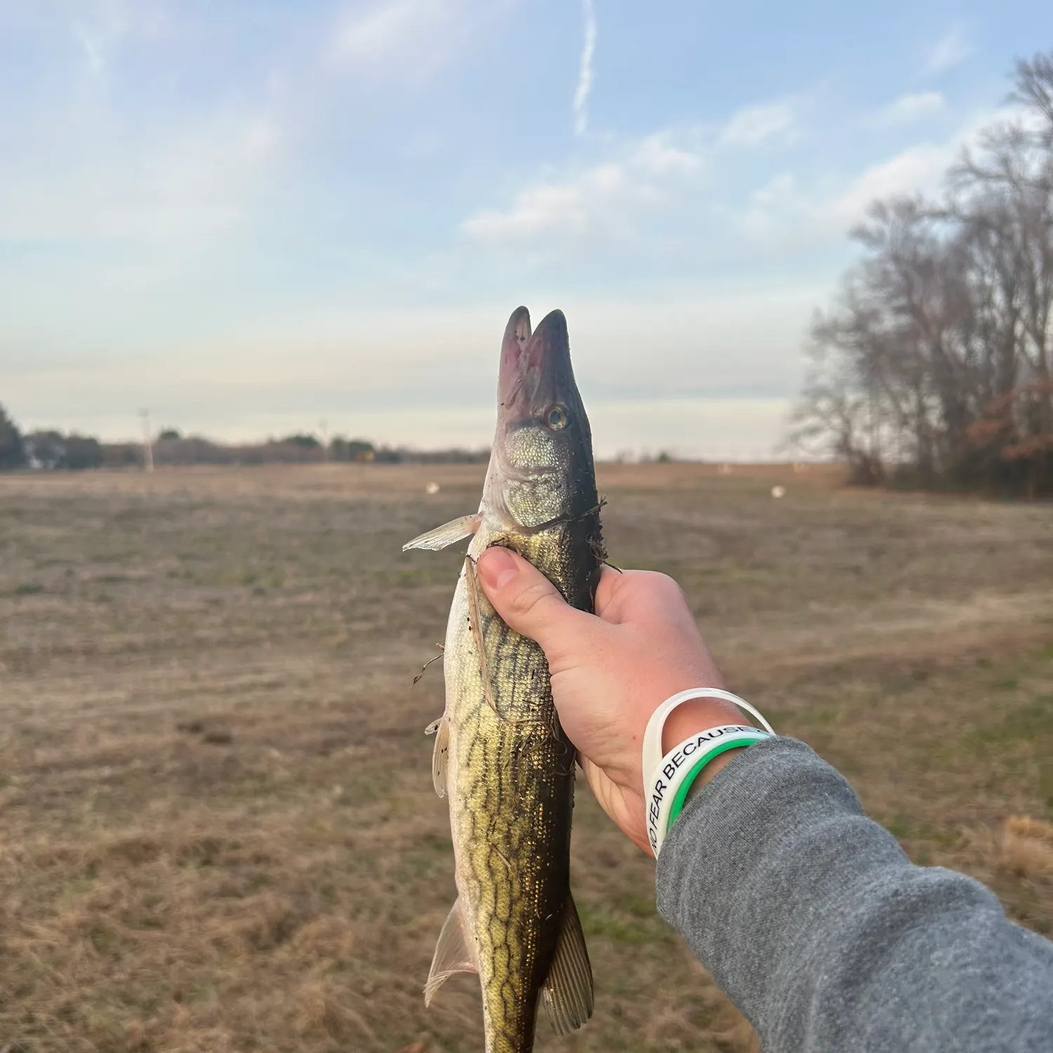The most recent Chain pickerel catches on Fishbrain