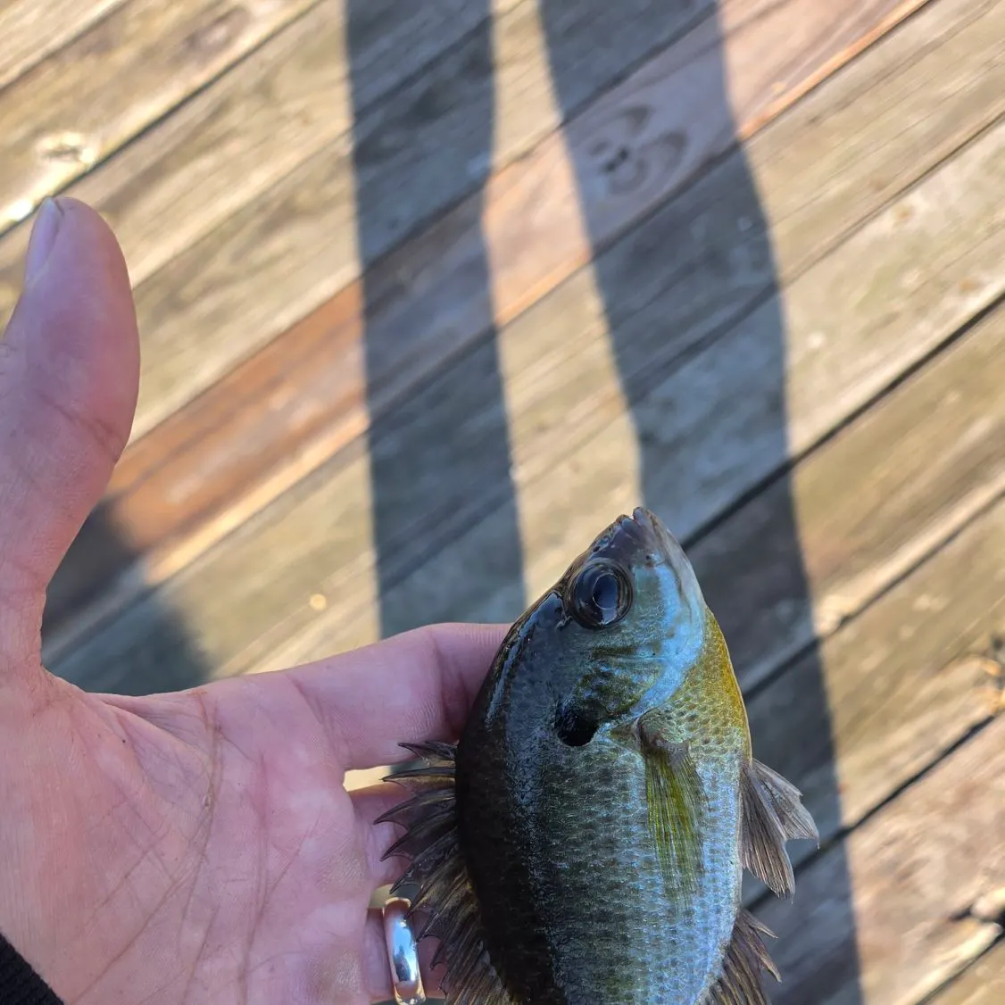 Bluegill caught on Fishbrain