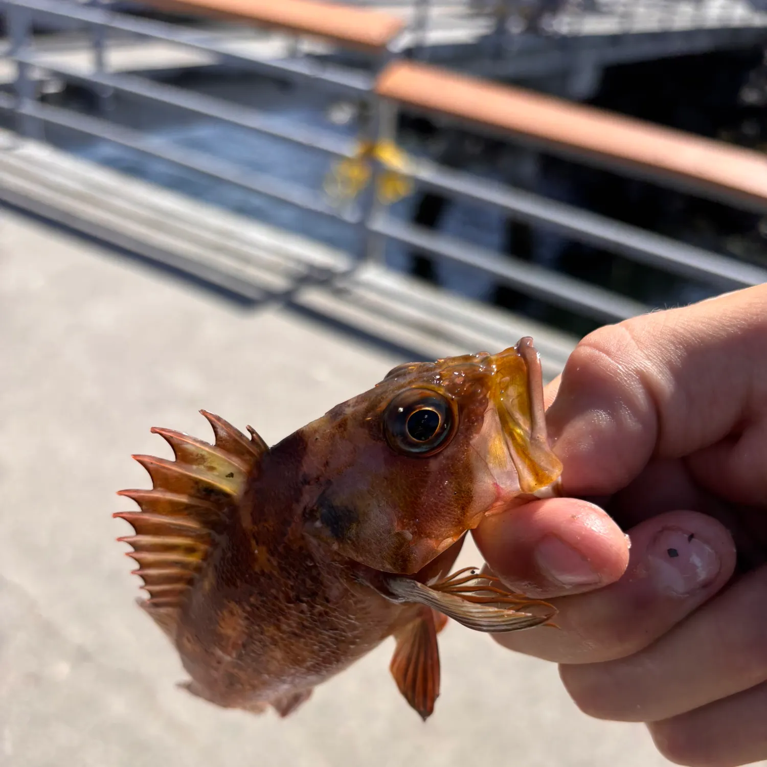 catch