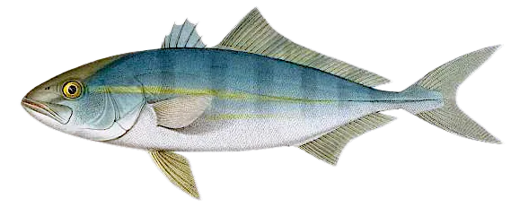 Banded Rudderfish