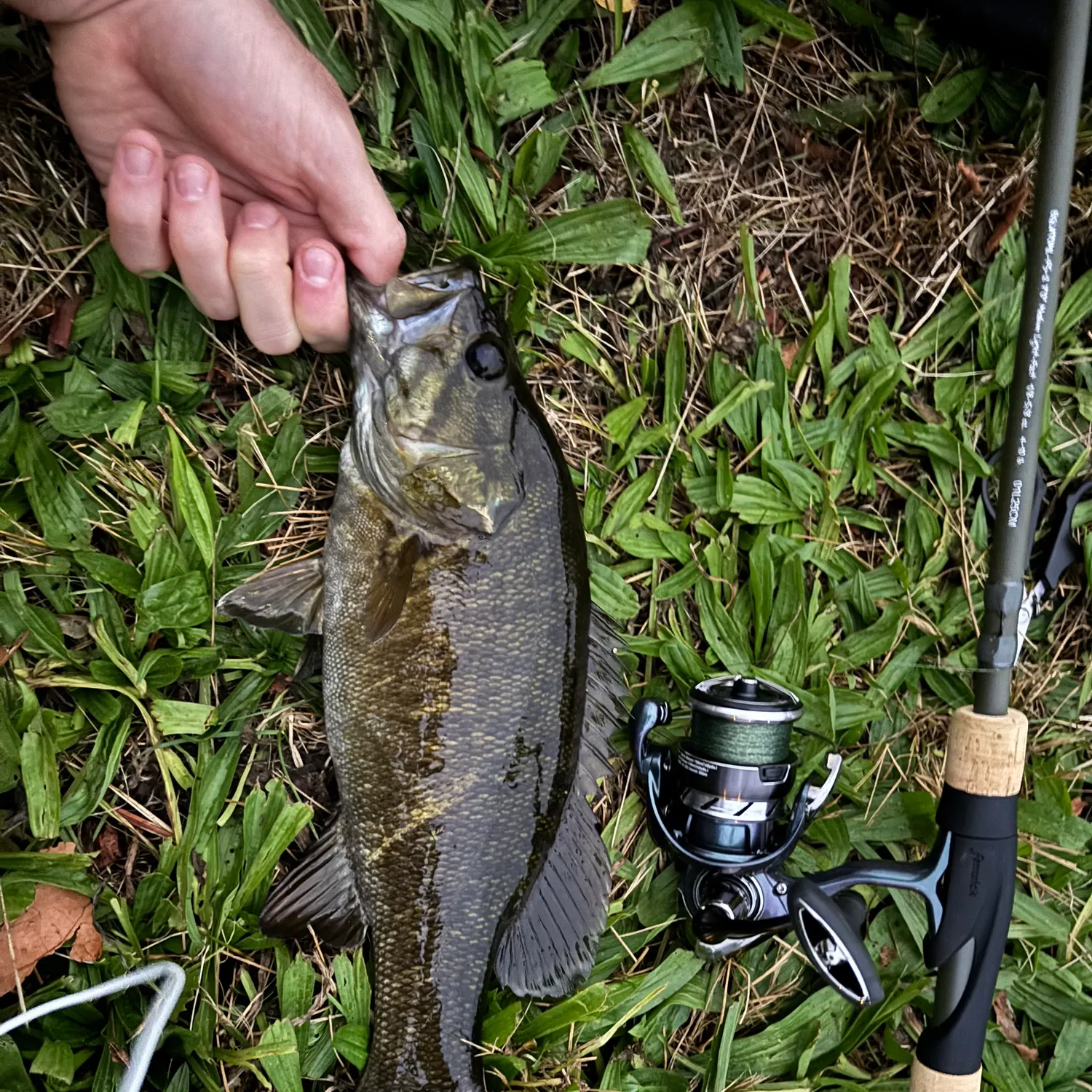Smallmouth bass caught on Fishbrain