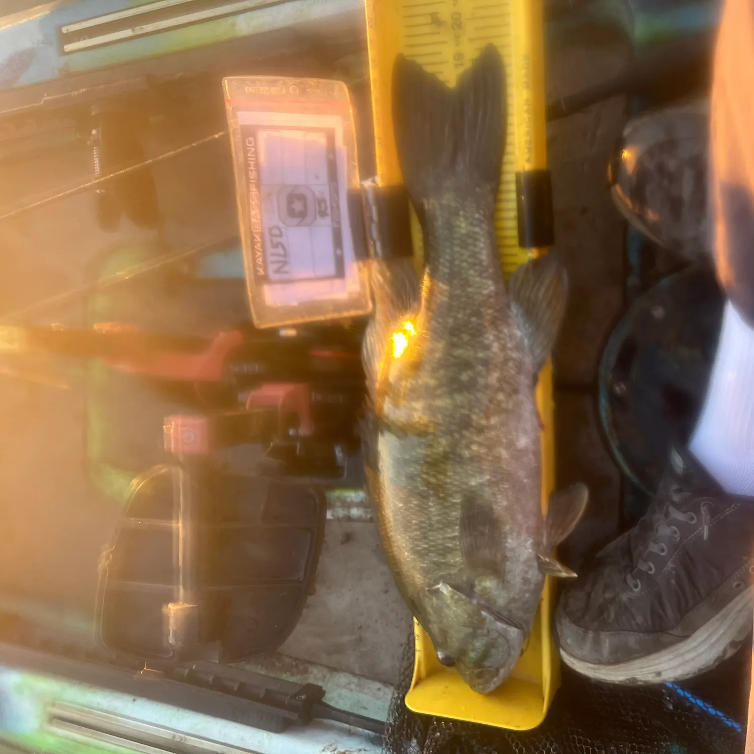 Smallmouth bass caught on Fishbrain