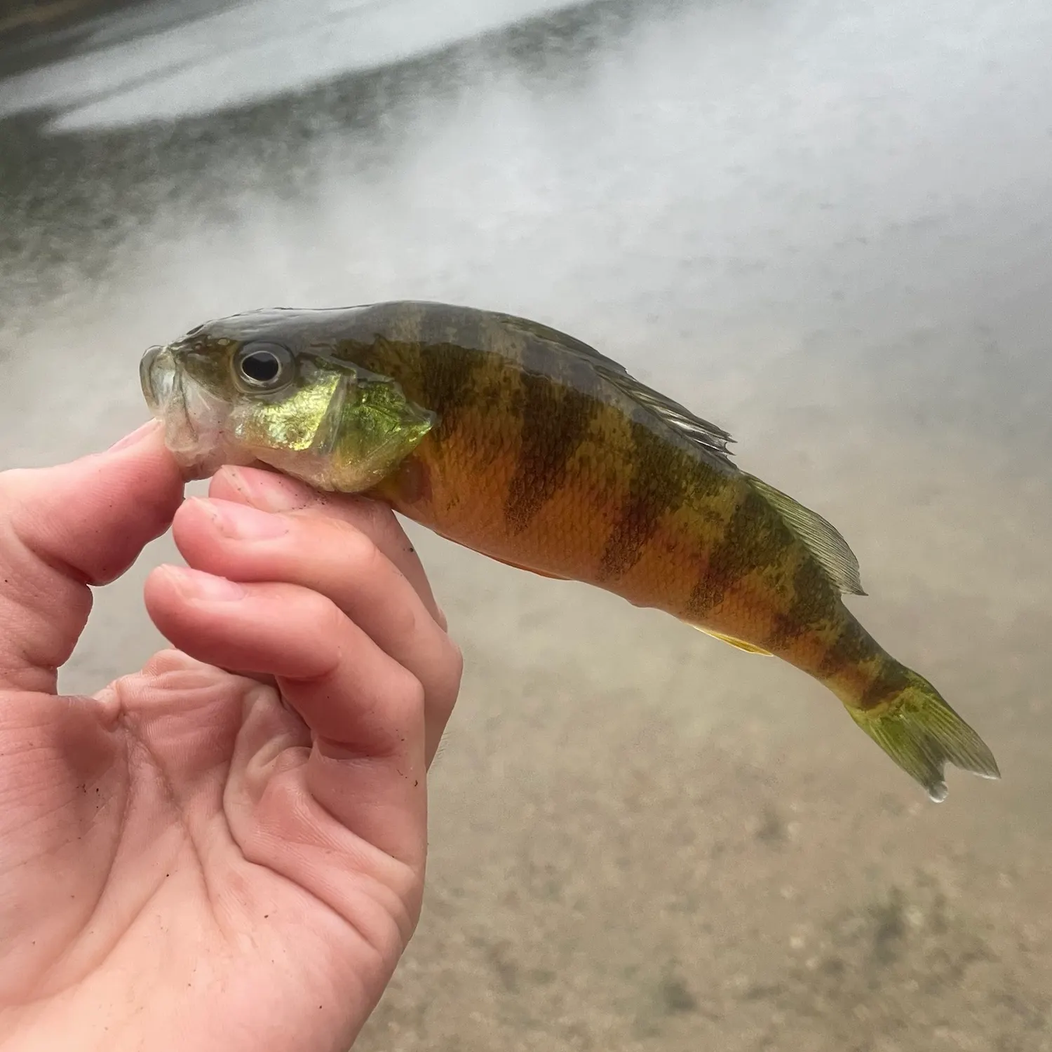 Yellow perch caught on Fishbrain
