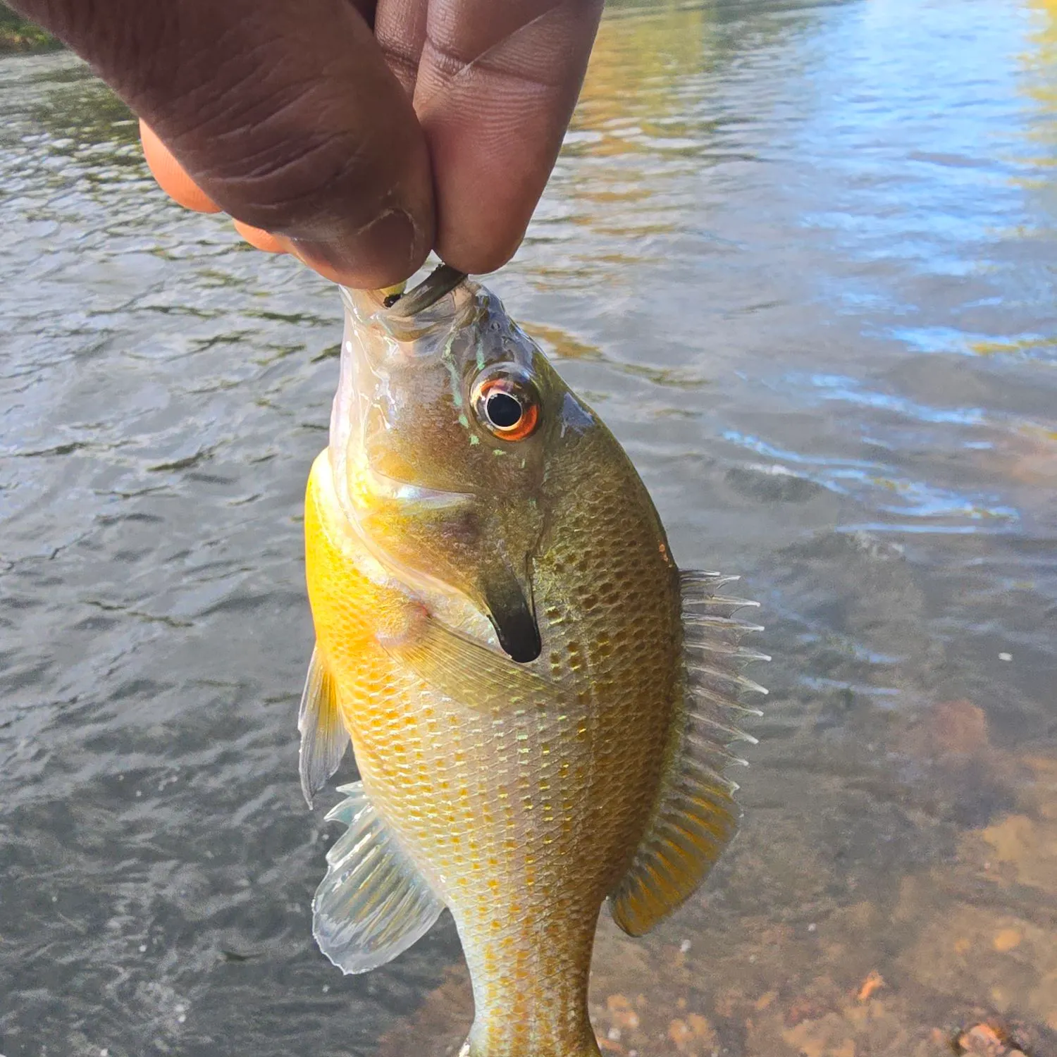 Redbreast sunfish caught on Fishbrain