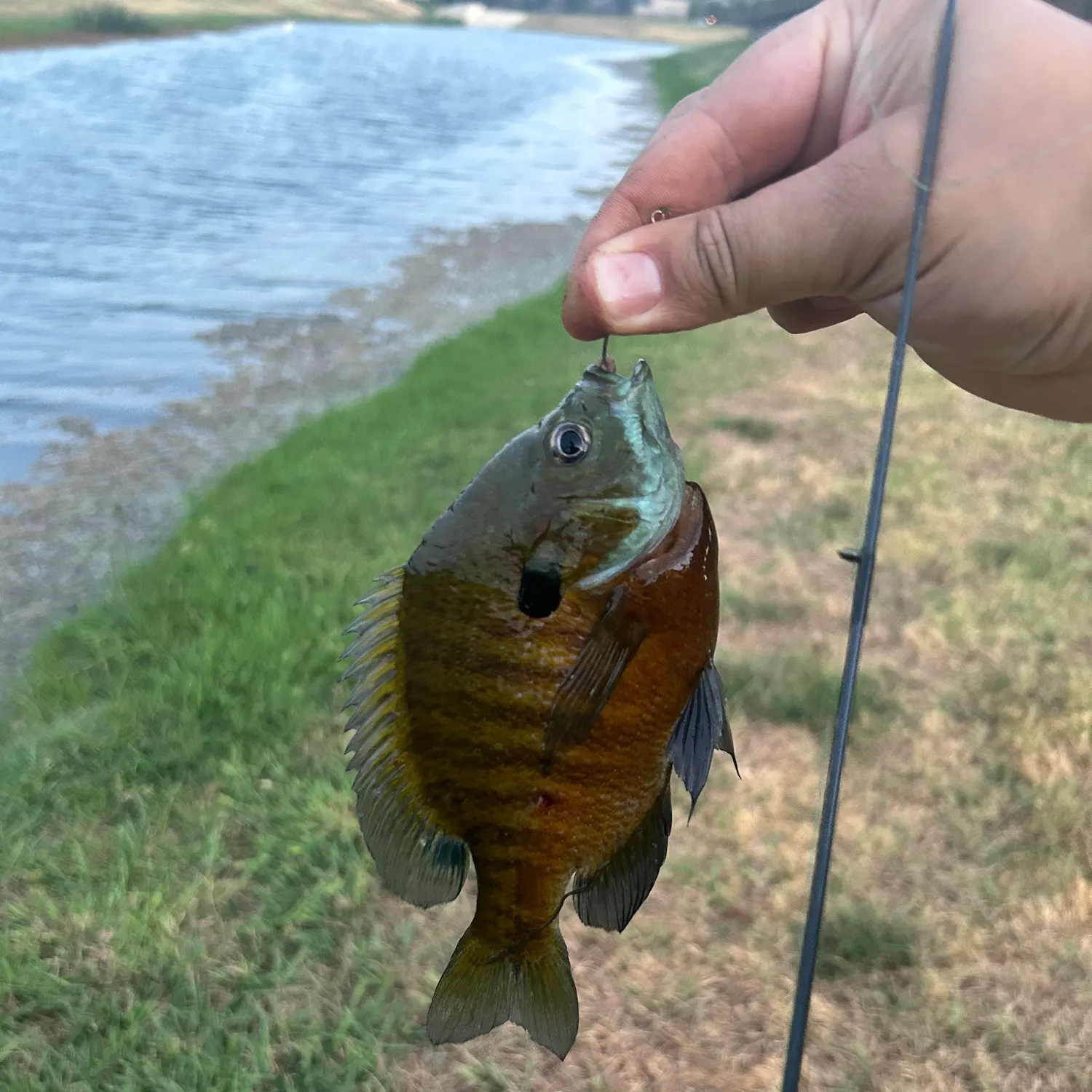 Bluegill caught on Fishbrain